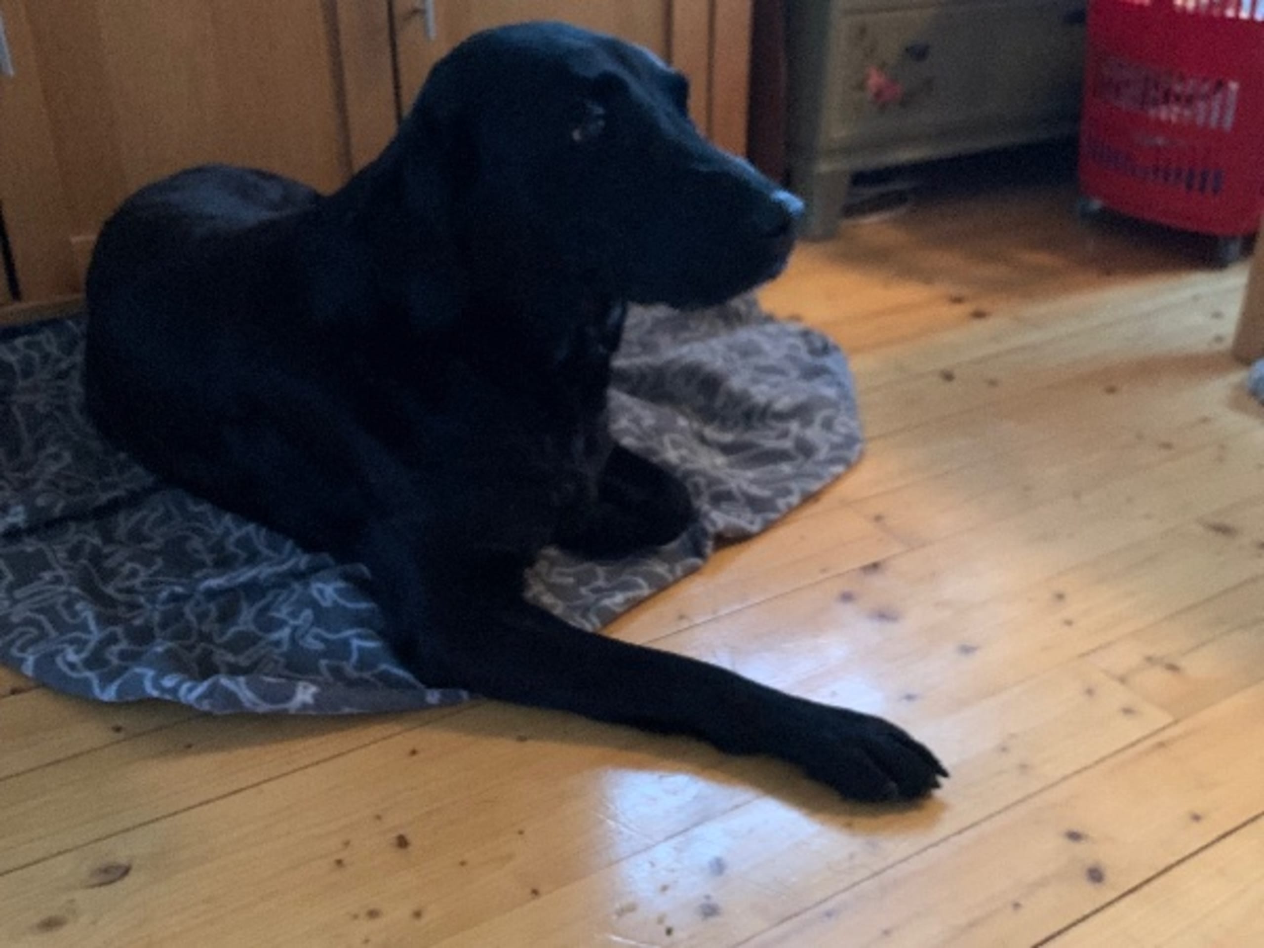 Labrador retriever · Romelanda · Caloans