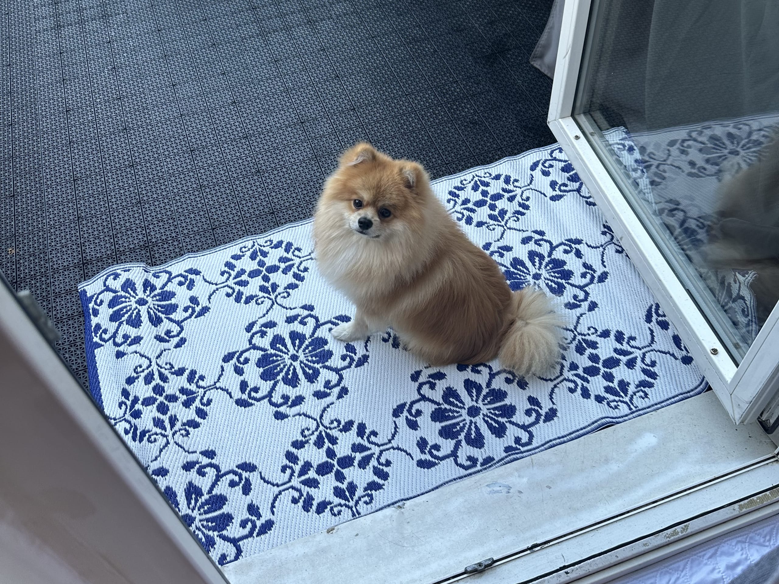Pomeranian · Landskrona · Zuzana