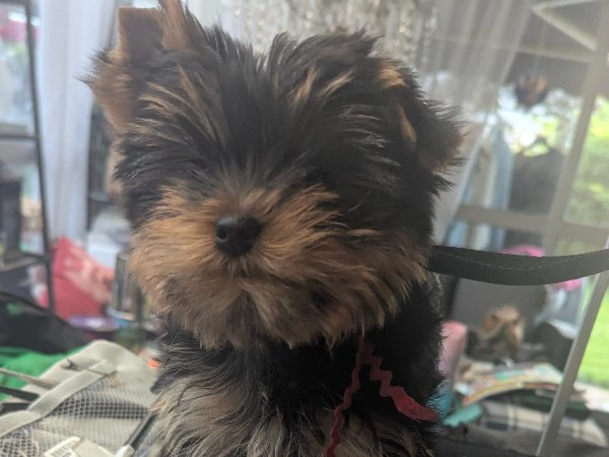 Yorkshire terrier · Hudiksvall · Zweetzayorx