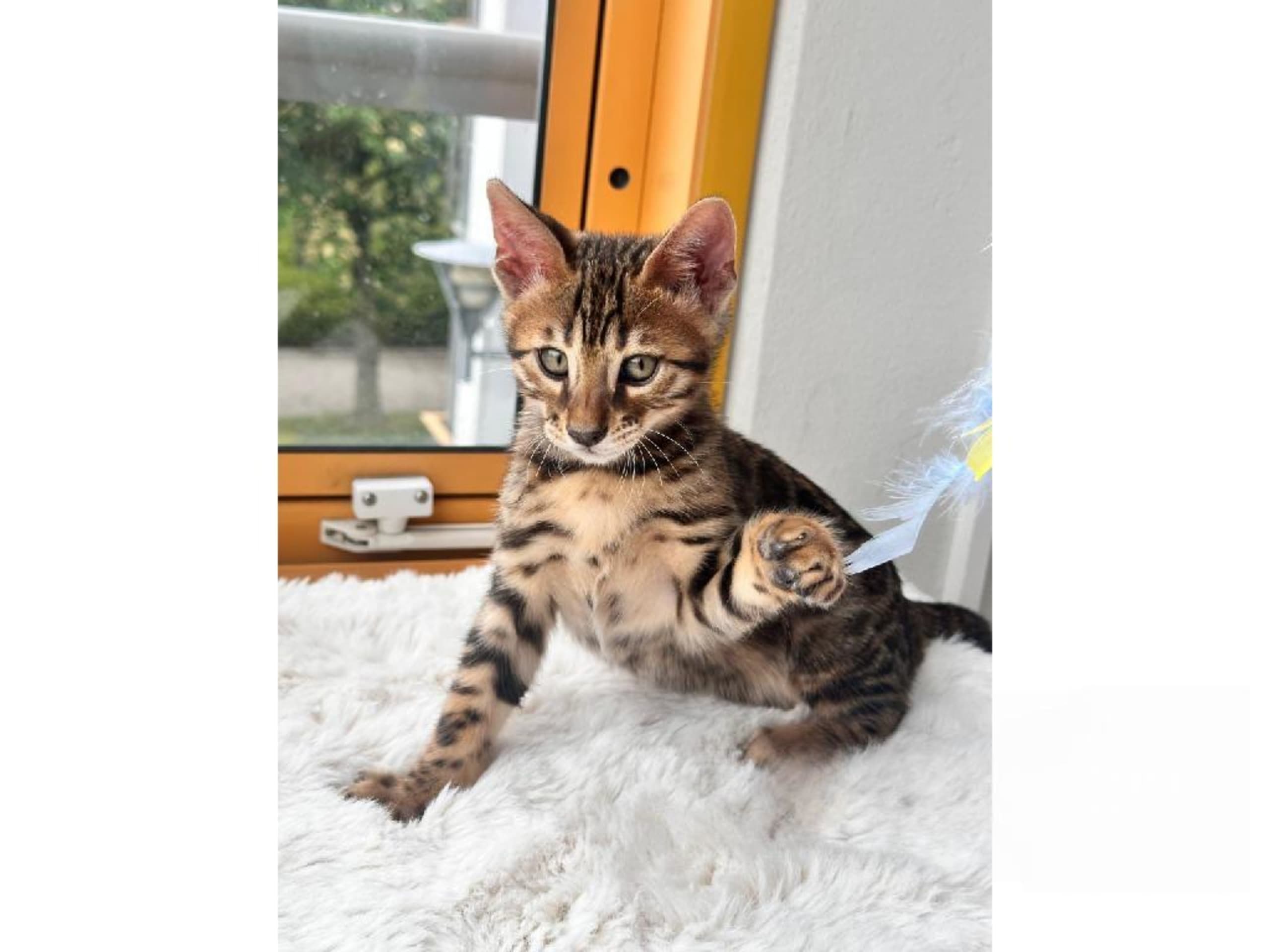 Bengal · Malmö · SE*Nancy&Lilly