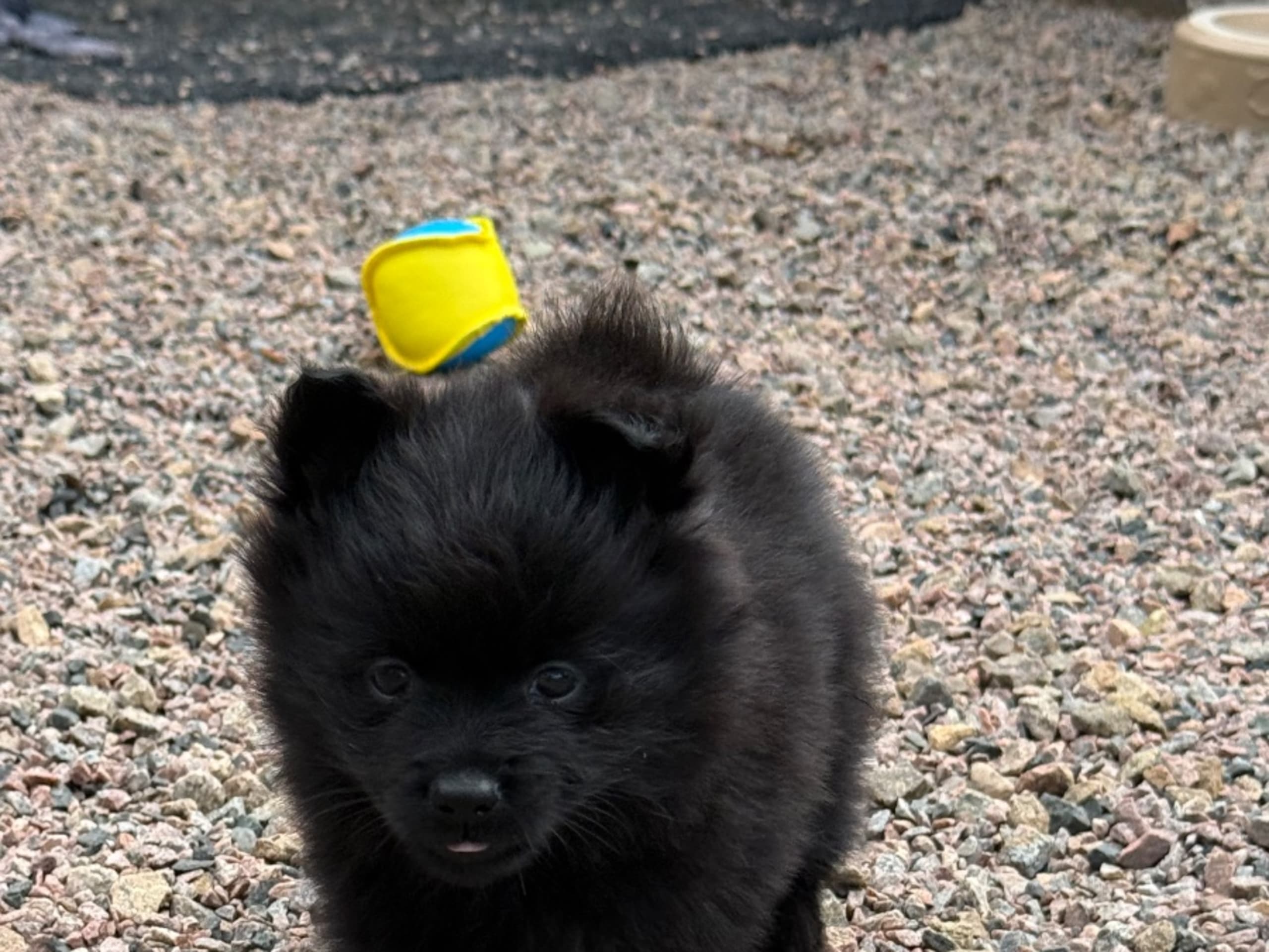 German Spitz – Mittelspitz · Klippan · Mittelstars