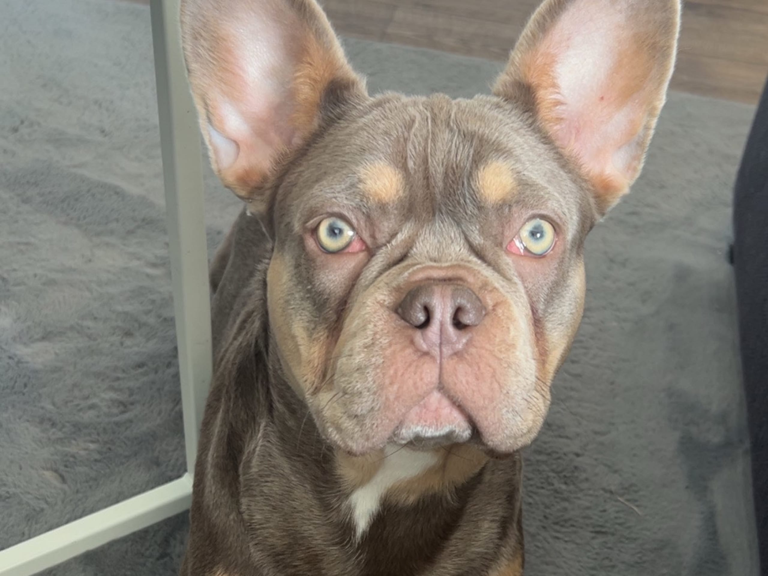 French Bulldog · Knäred · Pontiacbulldogs