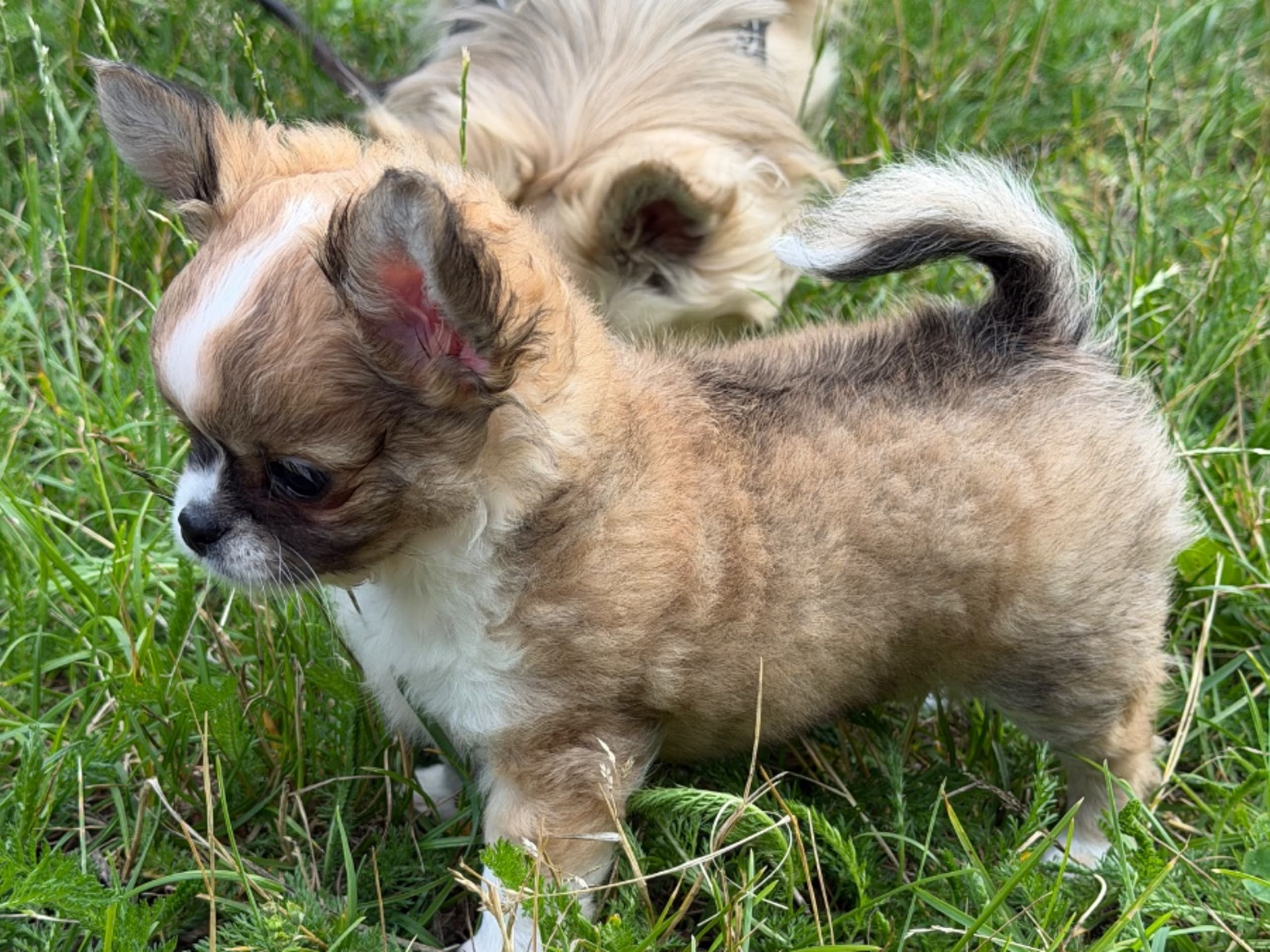 Chihuahua · Sundbyberg · Chizabella