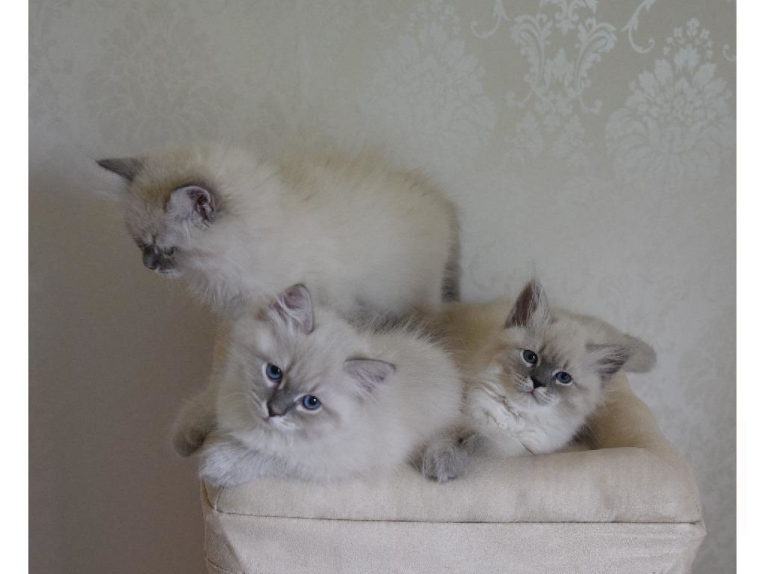 Sibirisk kat · Flen · SE*Jungle Breeze
