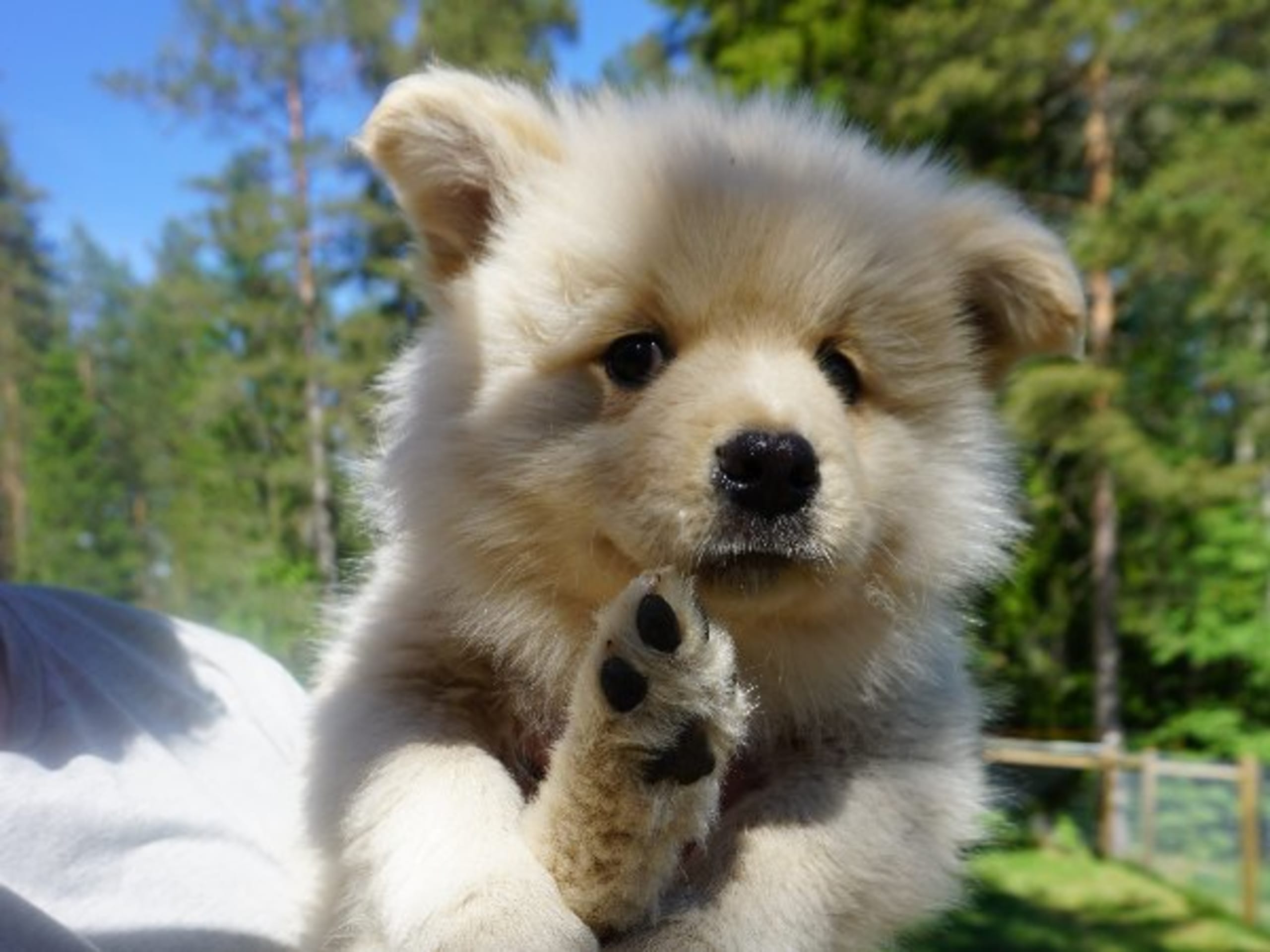 Finnish Lapphund · Uppsala · Vita Nattens