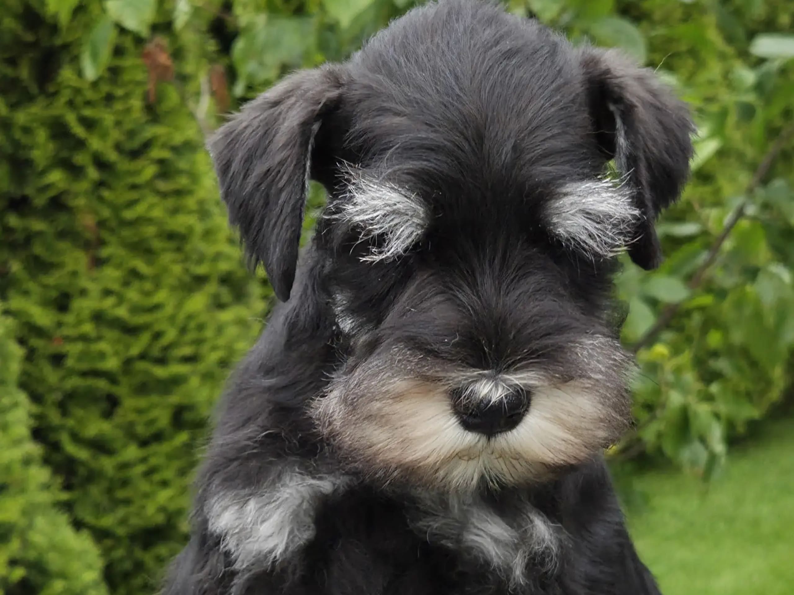 Dværgschnauzer · Fitjar · Igor Petrovic