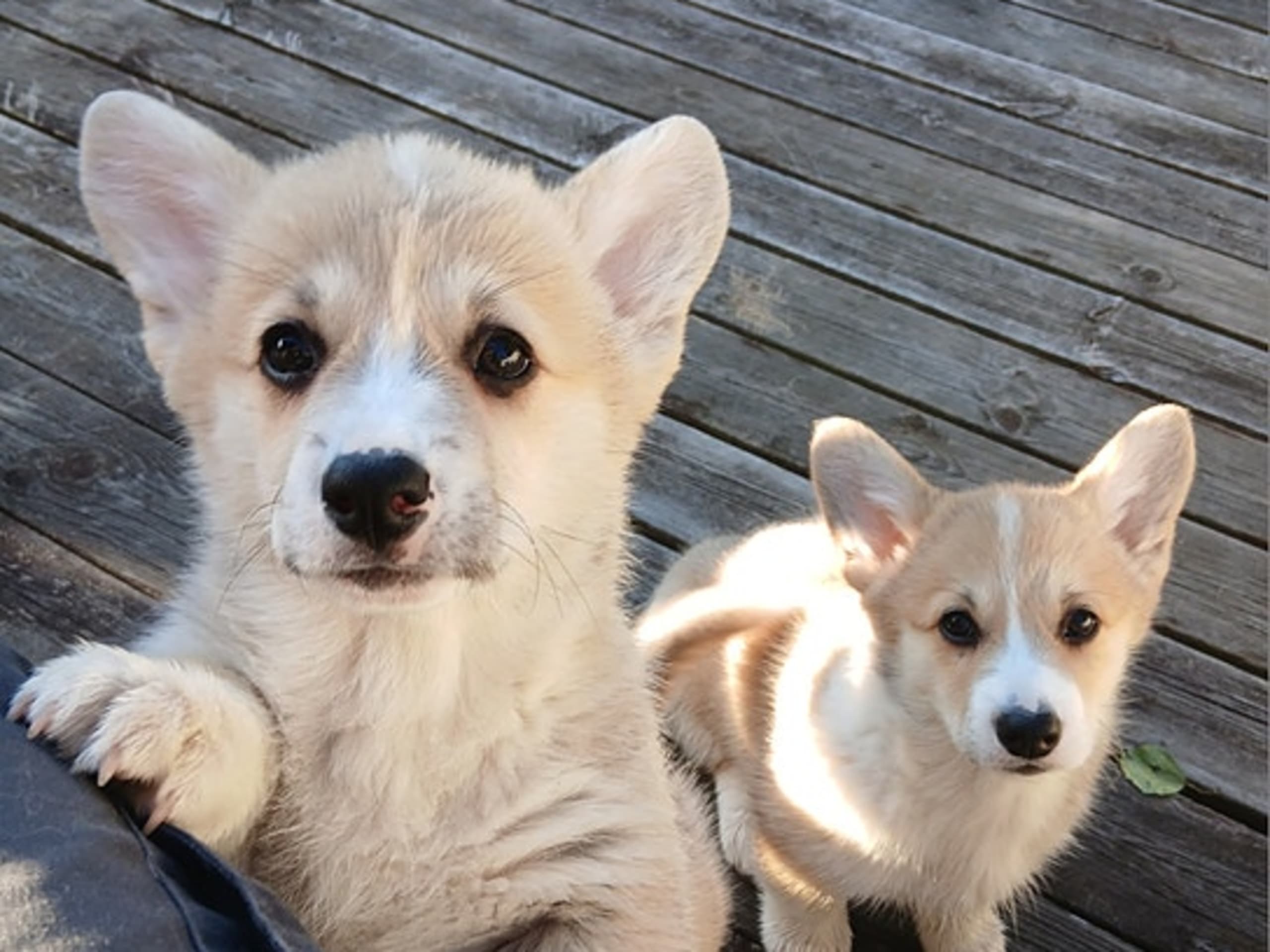 Welsh corgi pembroke · Tobøl · Karianne Cowle Øverby