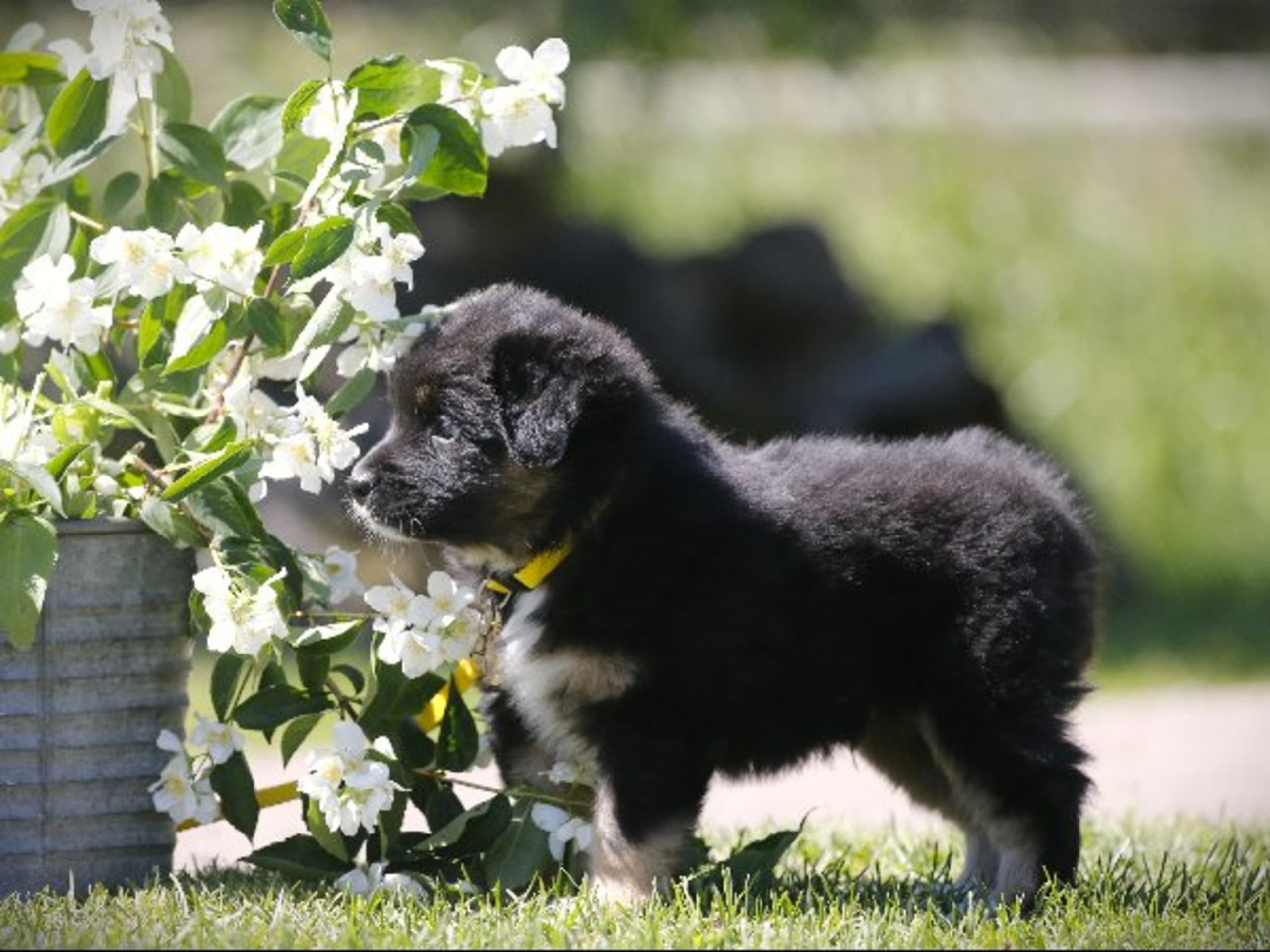 Miniature american shepherd · Hjo · Amazing Sun Fairy