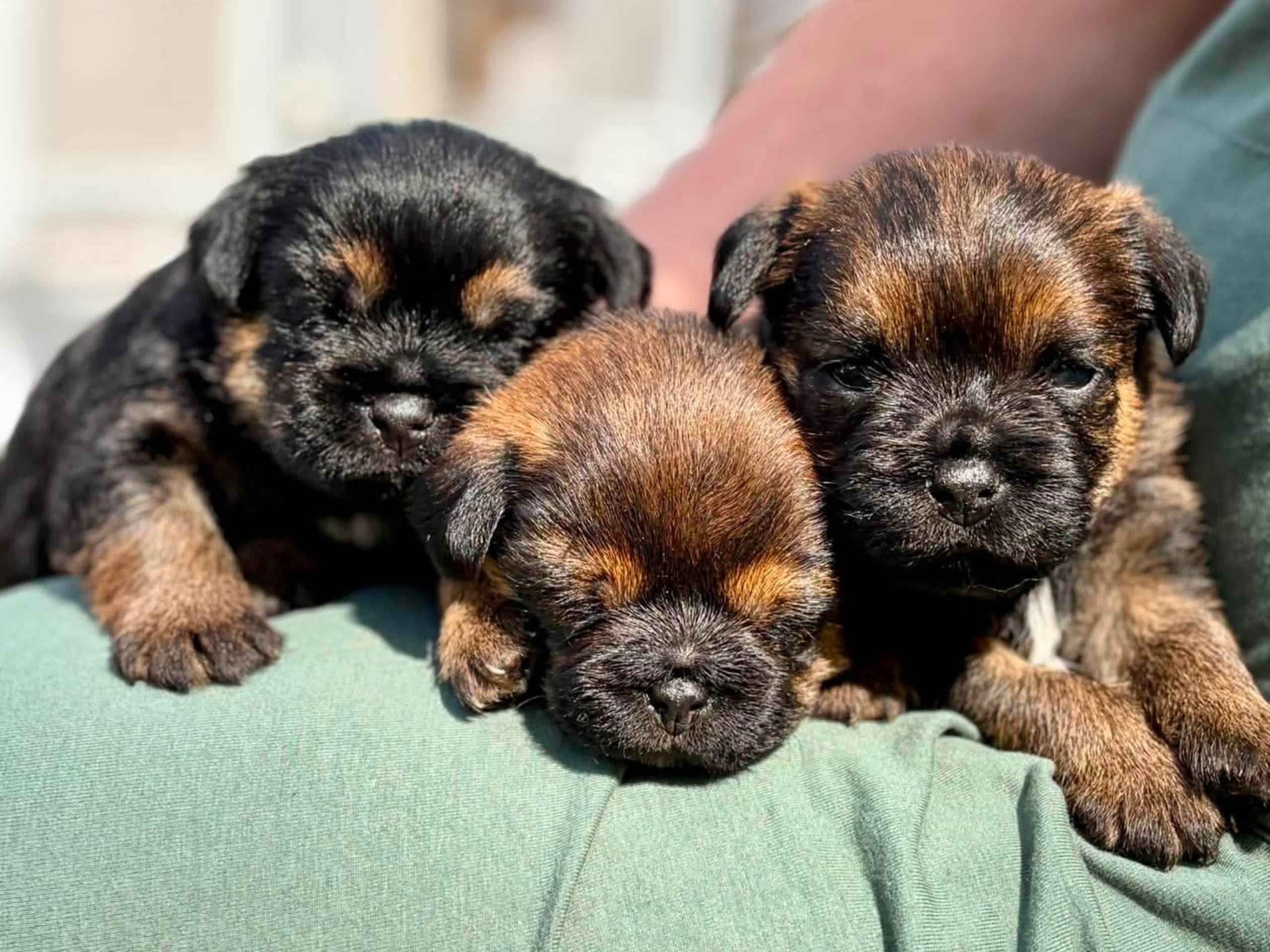 Border terrier