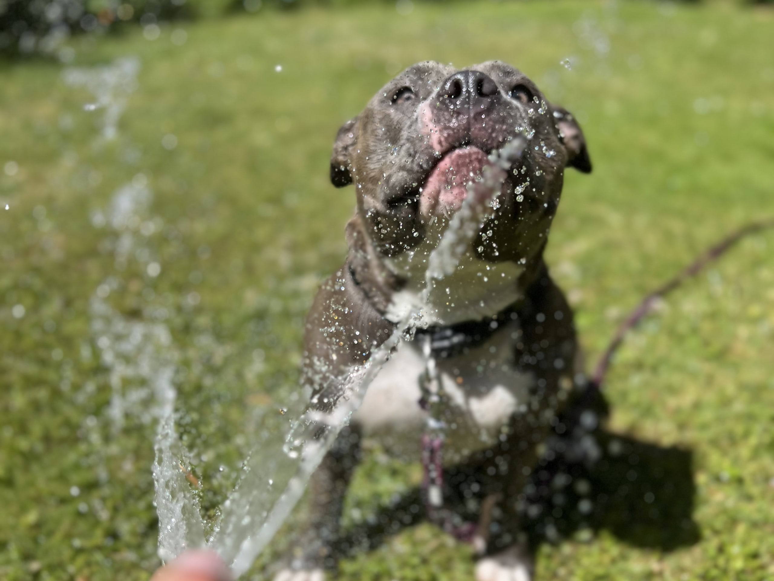 American Bully · København · Joan J.