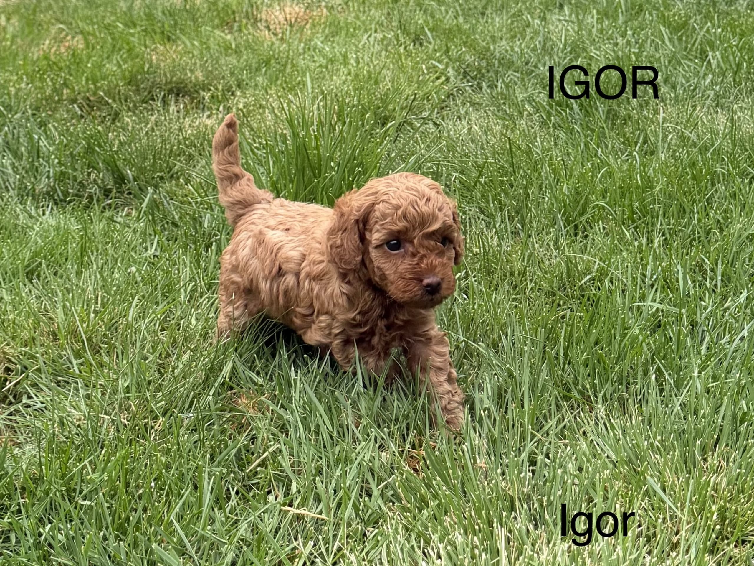 Miniature Poodle · örkelljunga · Mr Singh