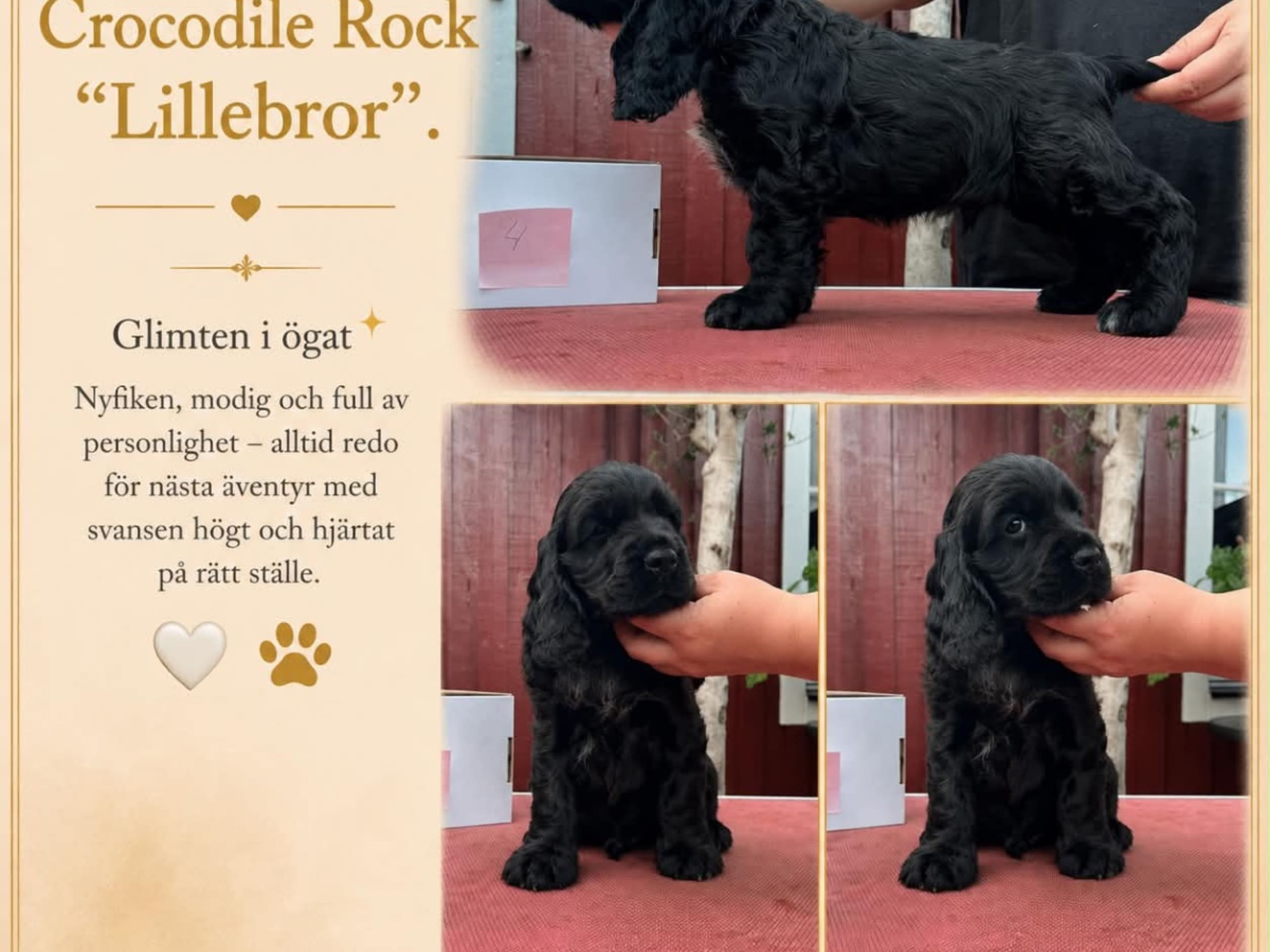 Cocker spaniel · Tollarp · Drömflockens