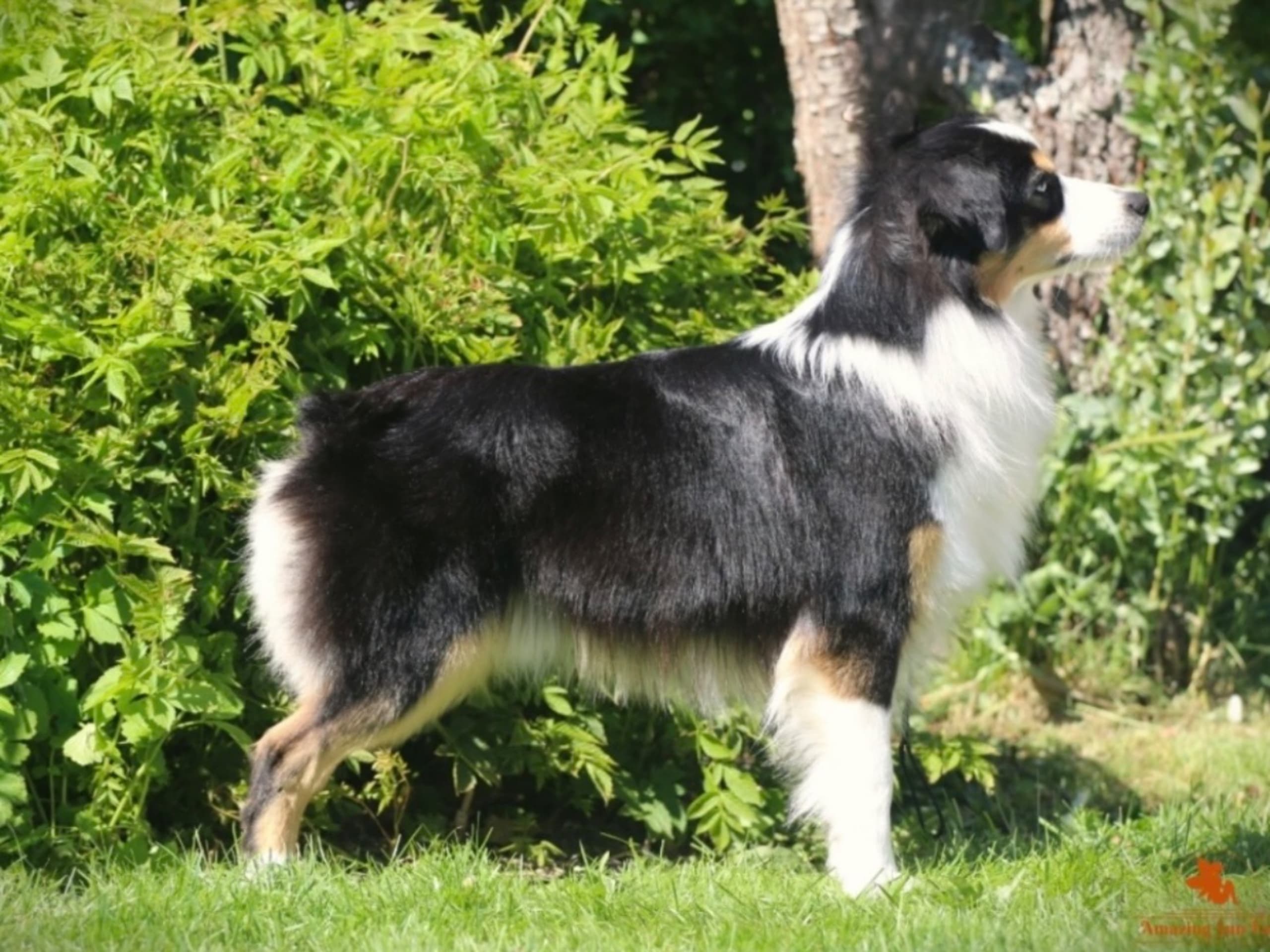Miniature American Shepherd · Brösarp · Semlans