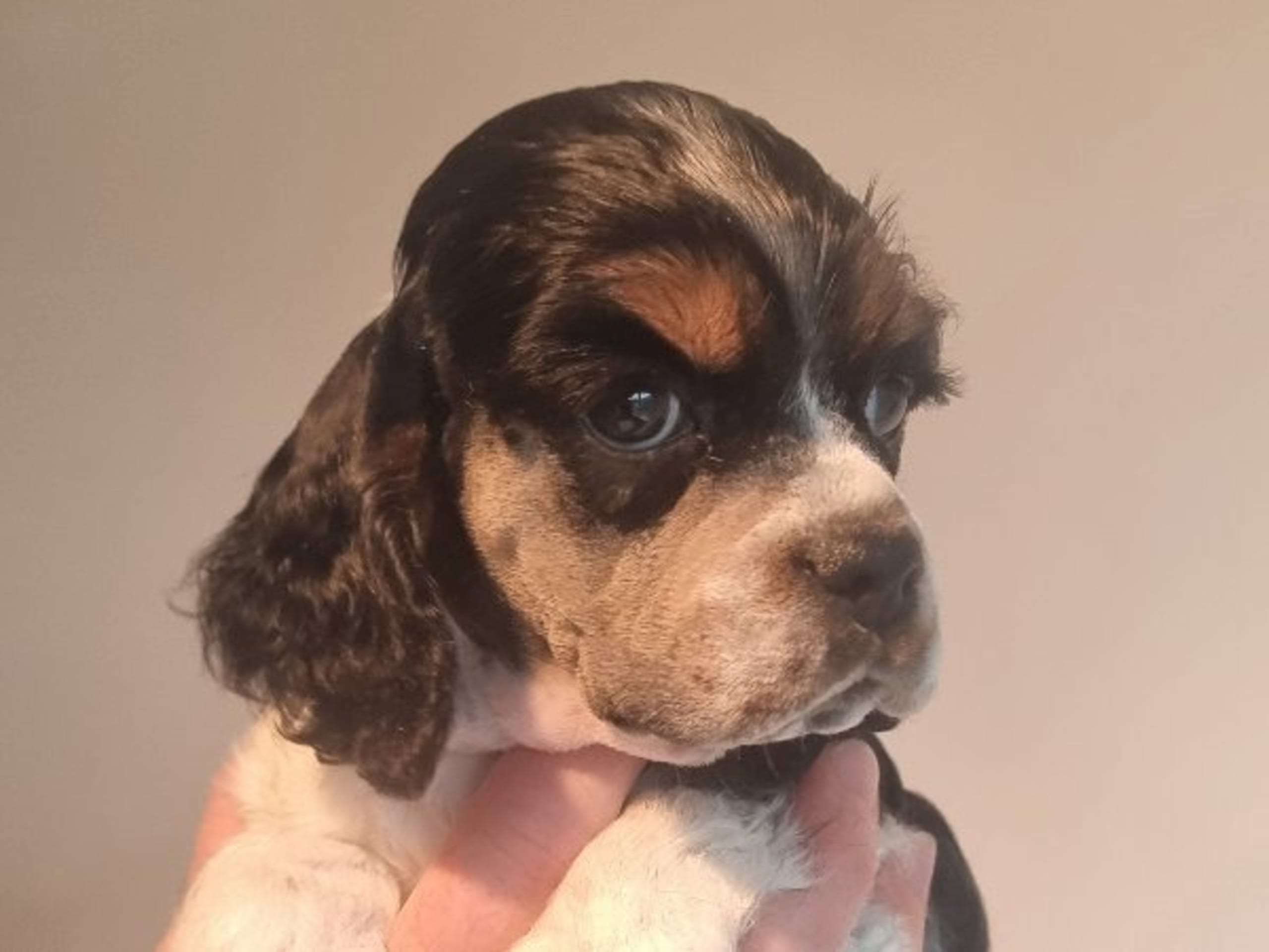 Amerikansk cocker spaniel · Ruda · Gamla bodens
