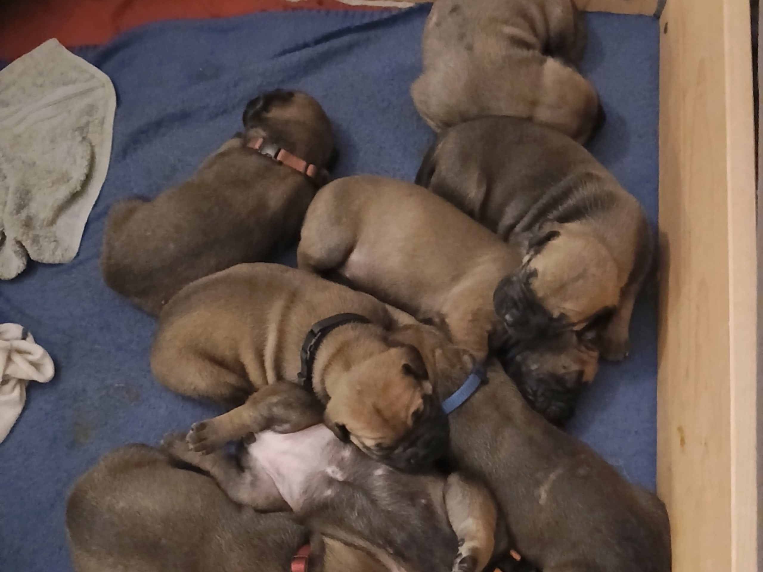 Boergarden boerboels