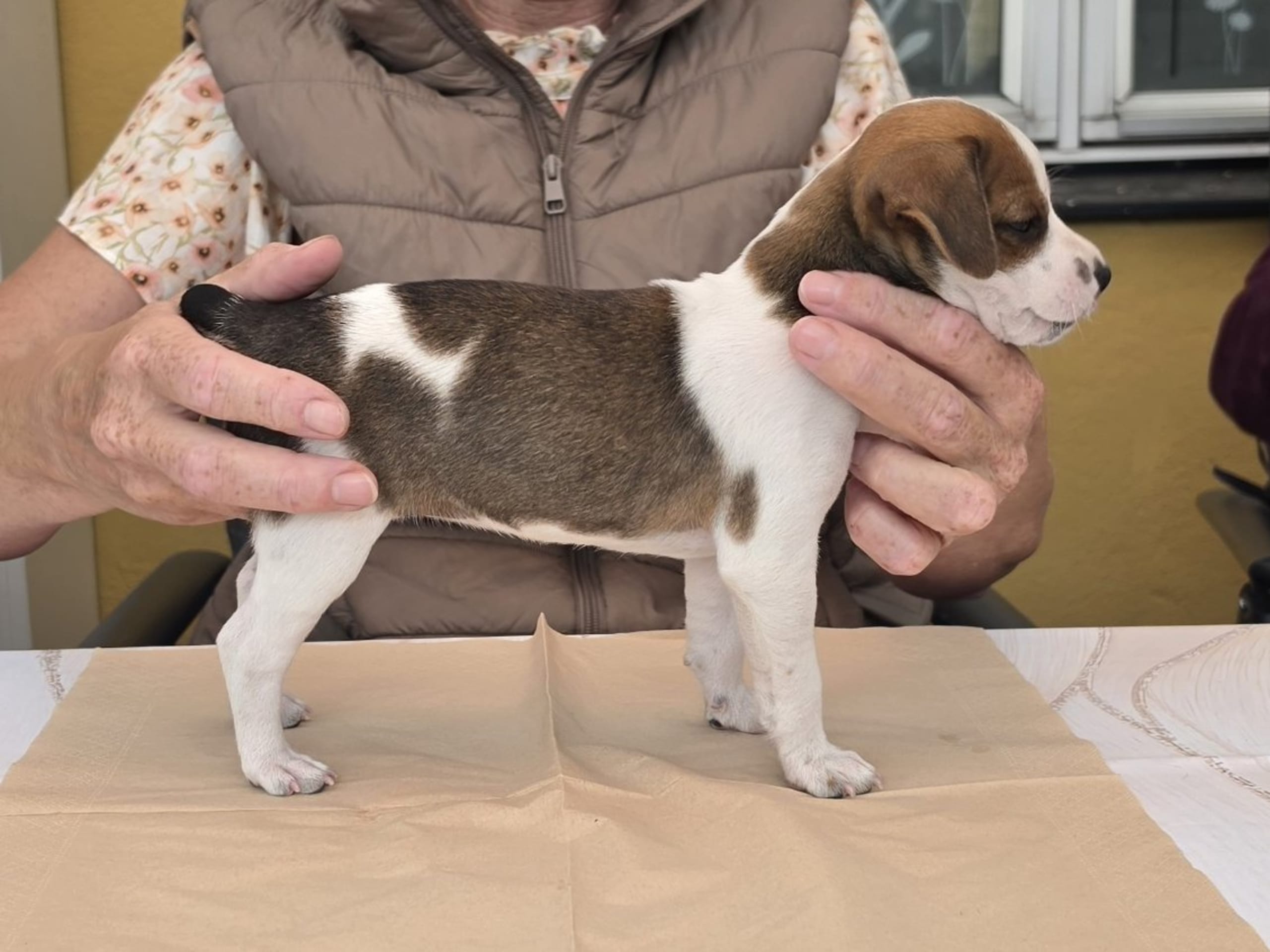 Dansk-svensk gårdhund · Hörby · Sniberups