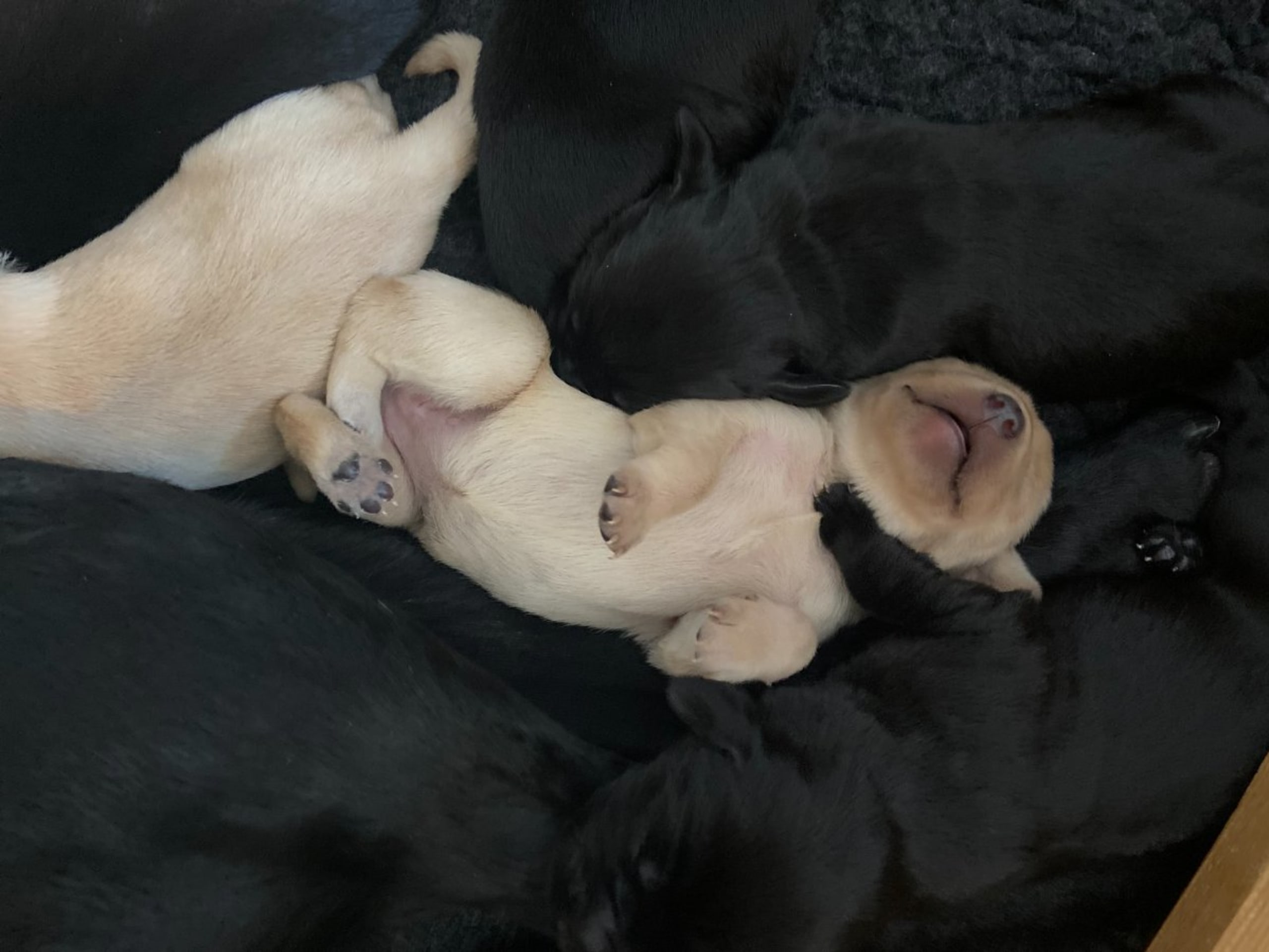 Labrador retriever · Knutby · Gamegainer