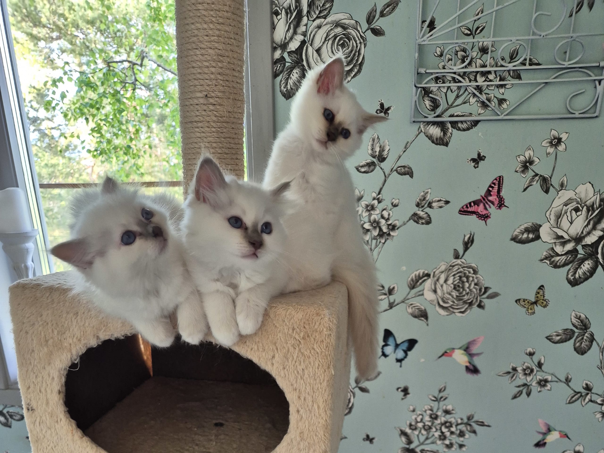 Helig birma · Djurhamn · Seawiew cat's
