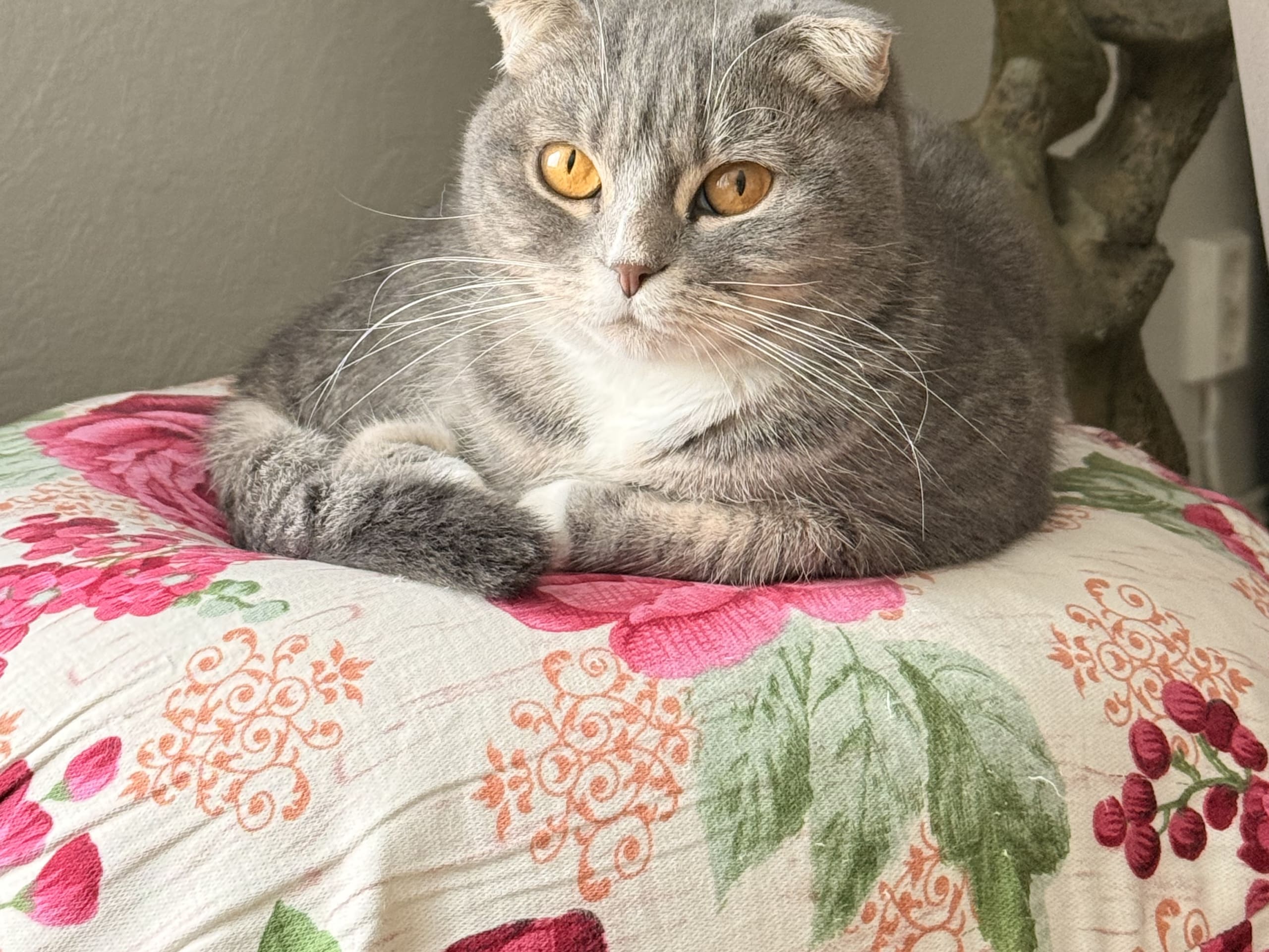 Scottish Fold · Skedsmokorset · Fasih A.