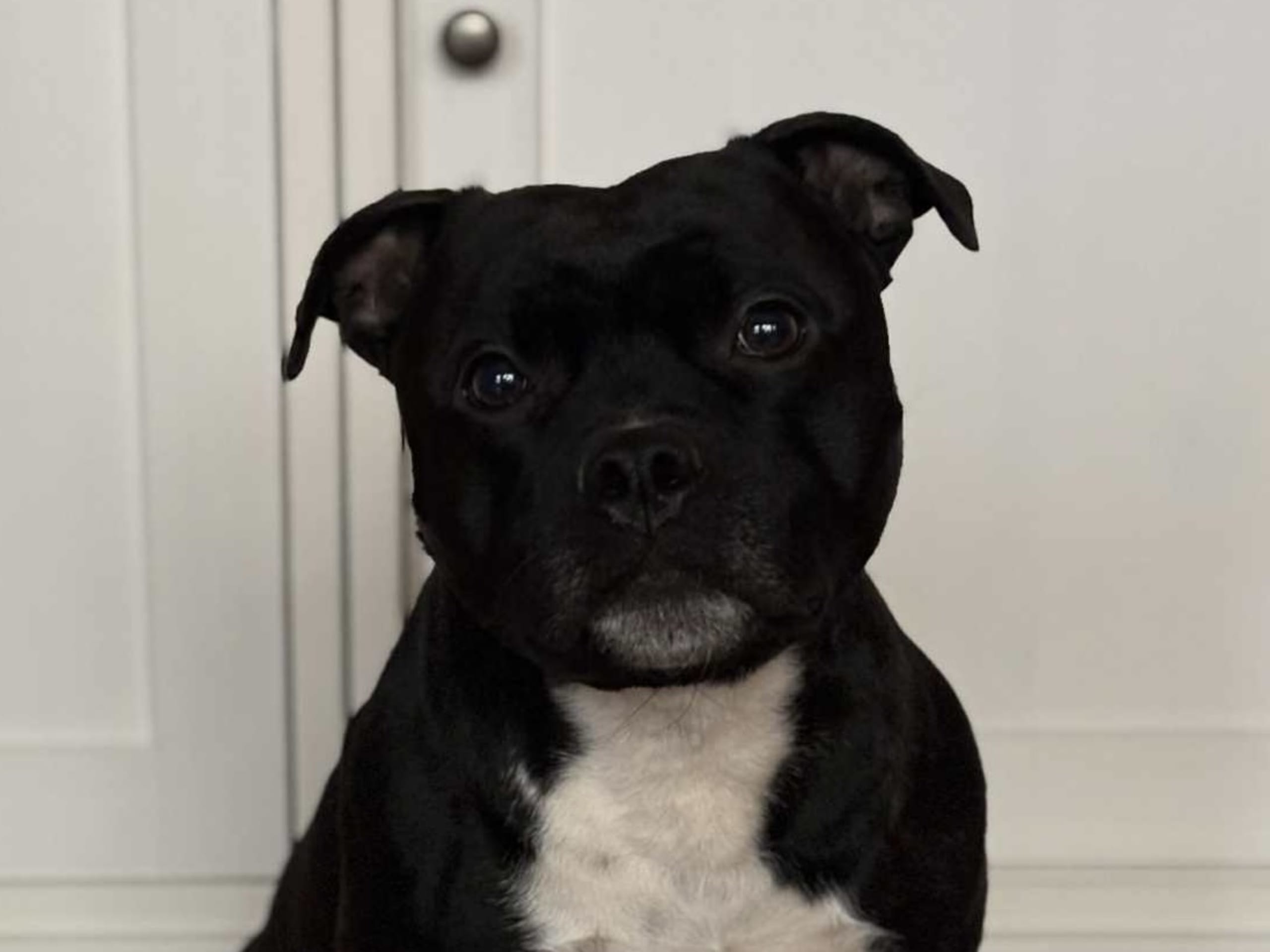 Staffordshire bull terrier