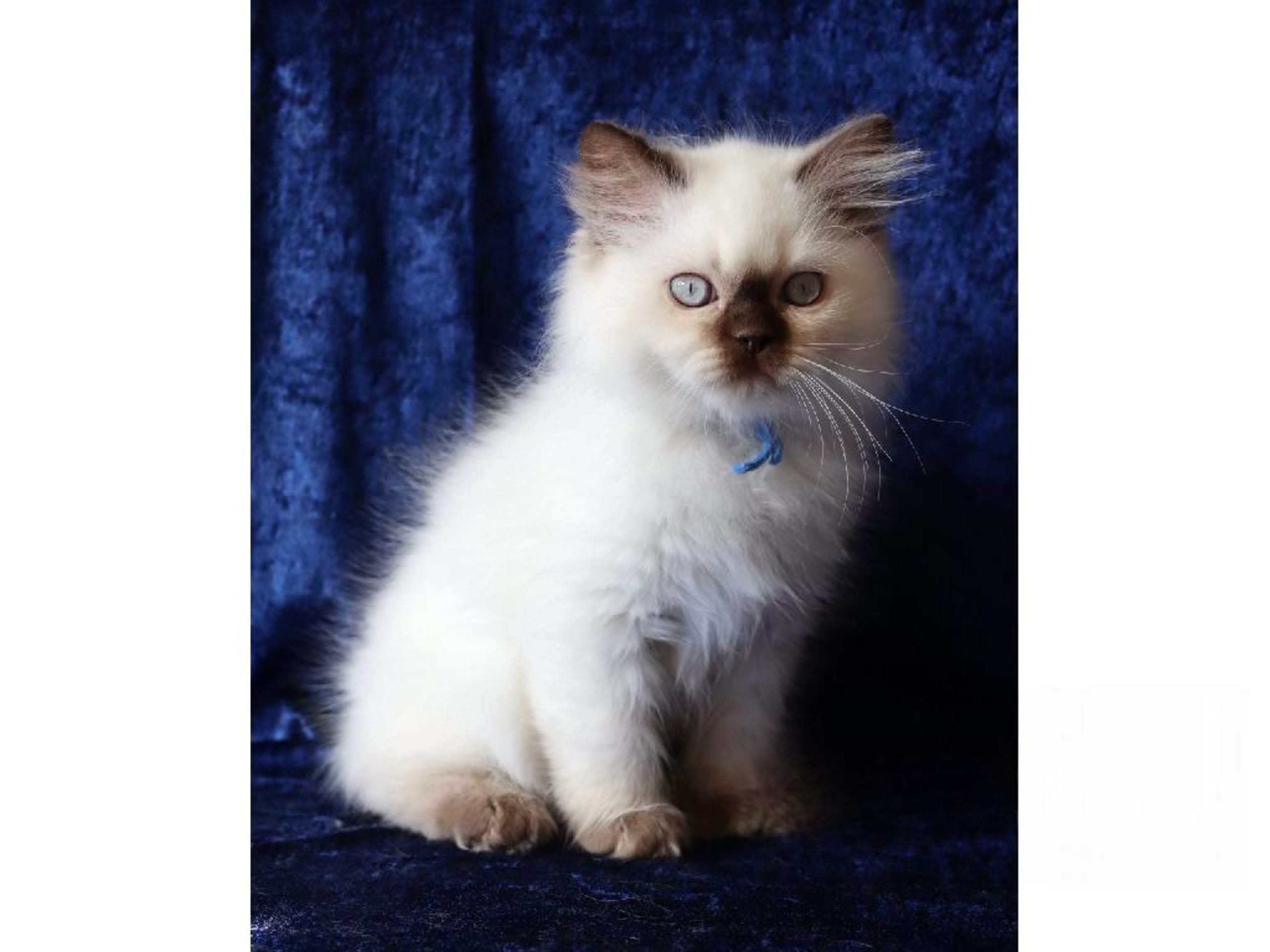 Britisk langhår · Hässelby · SE*Pawpoint's