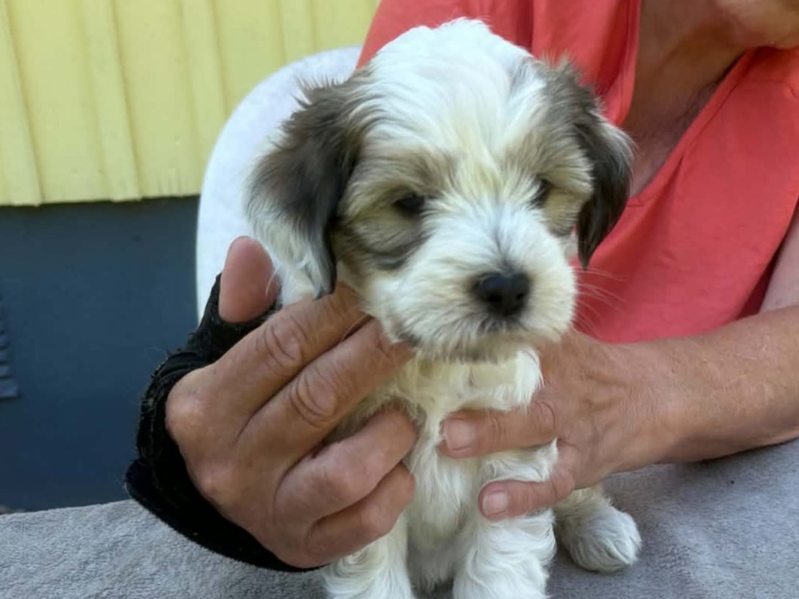 Tibetansk terrier · Ydre · Zelandonis