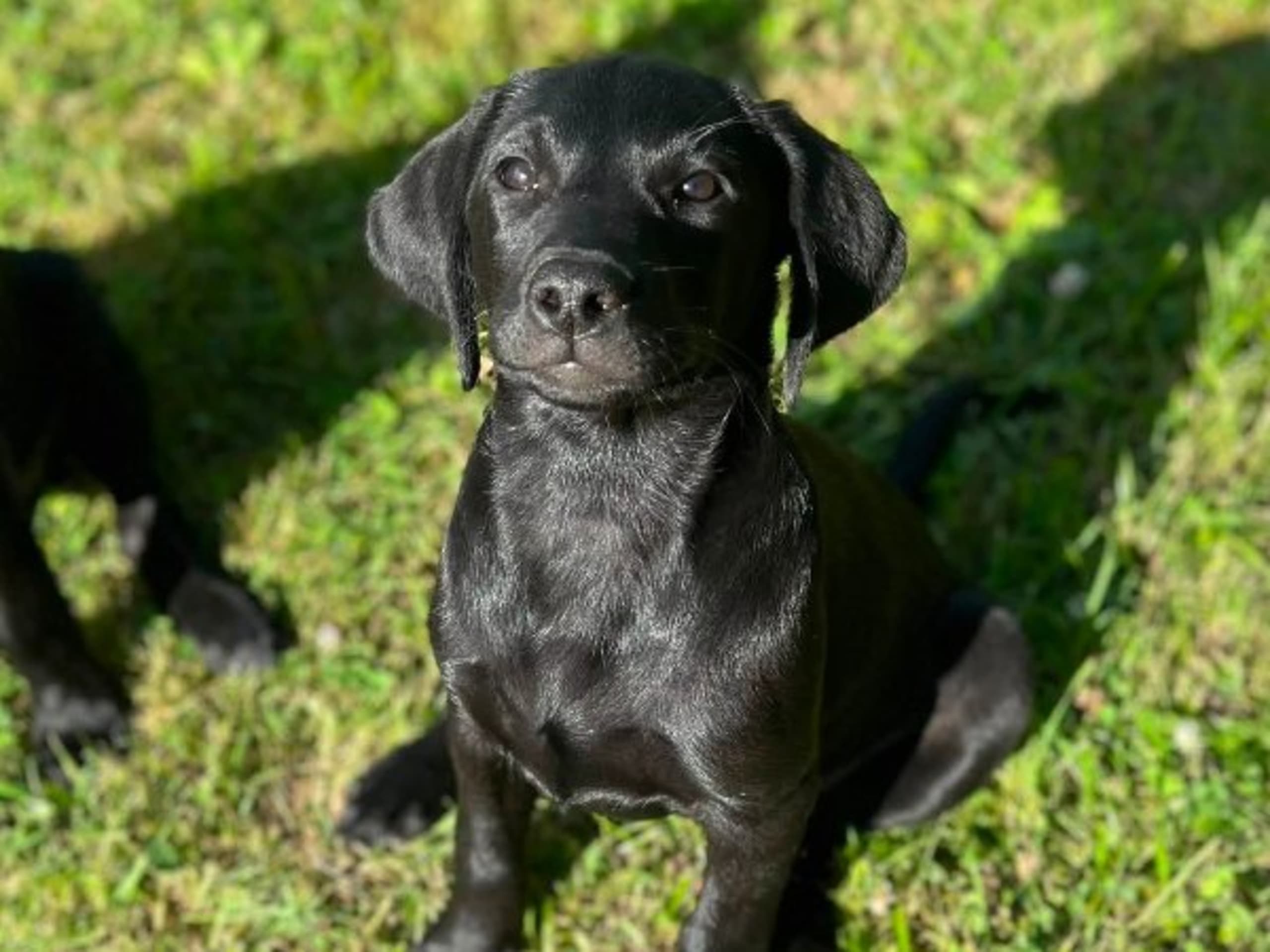 Labrador retriever · Strängnäs · Yellow Man's
