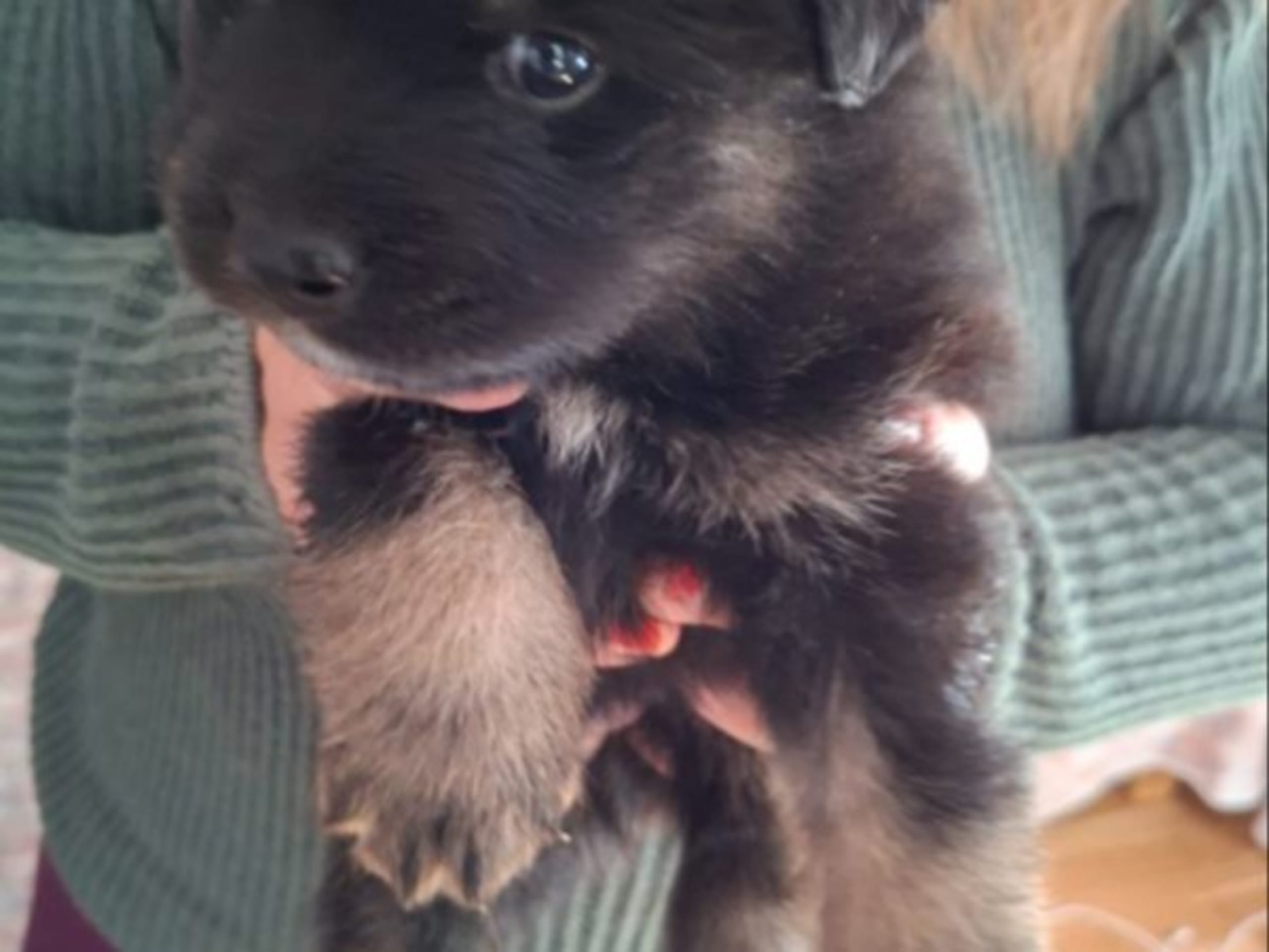 Finnish Lapphund · Vallentuna · Bibbi Ranevad