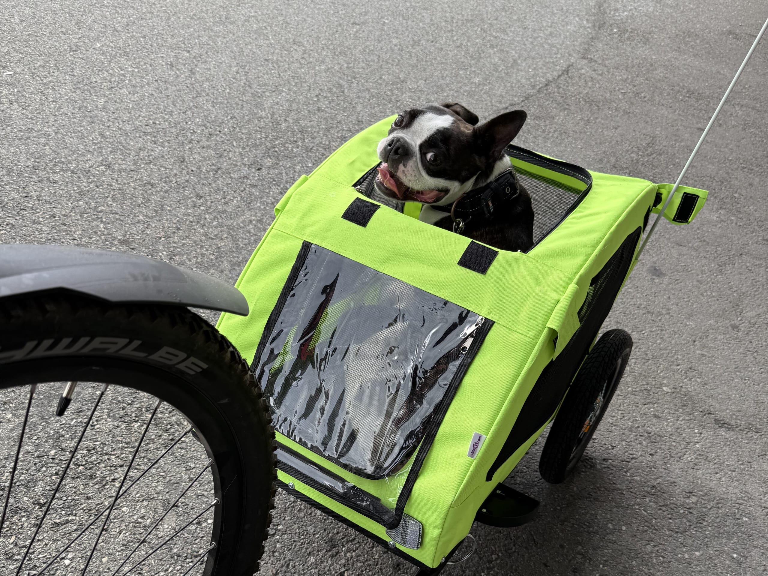 Boston terrier