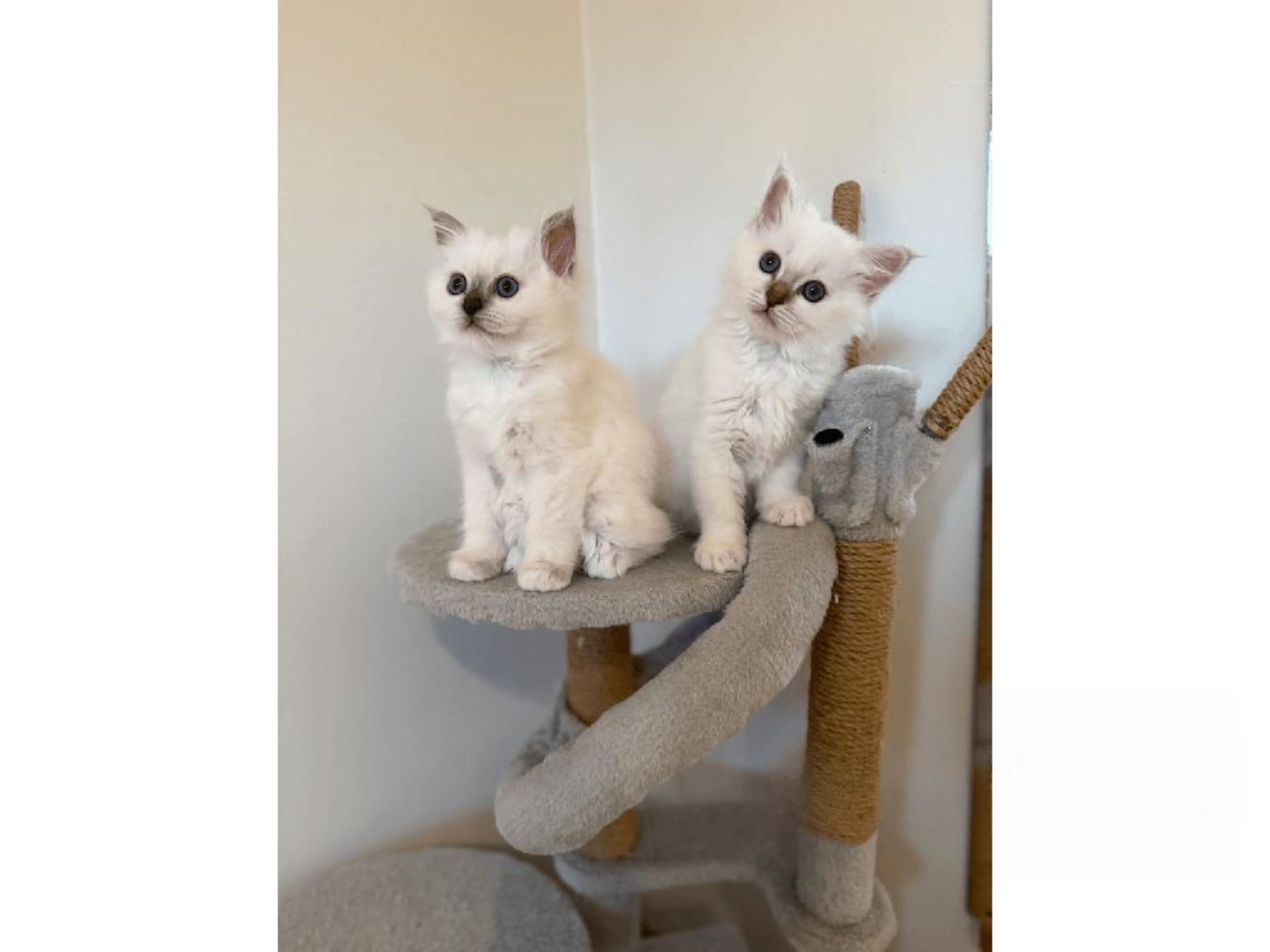Helig birma · Eslöv · SE*DiddlyPawsFarm