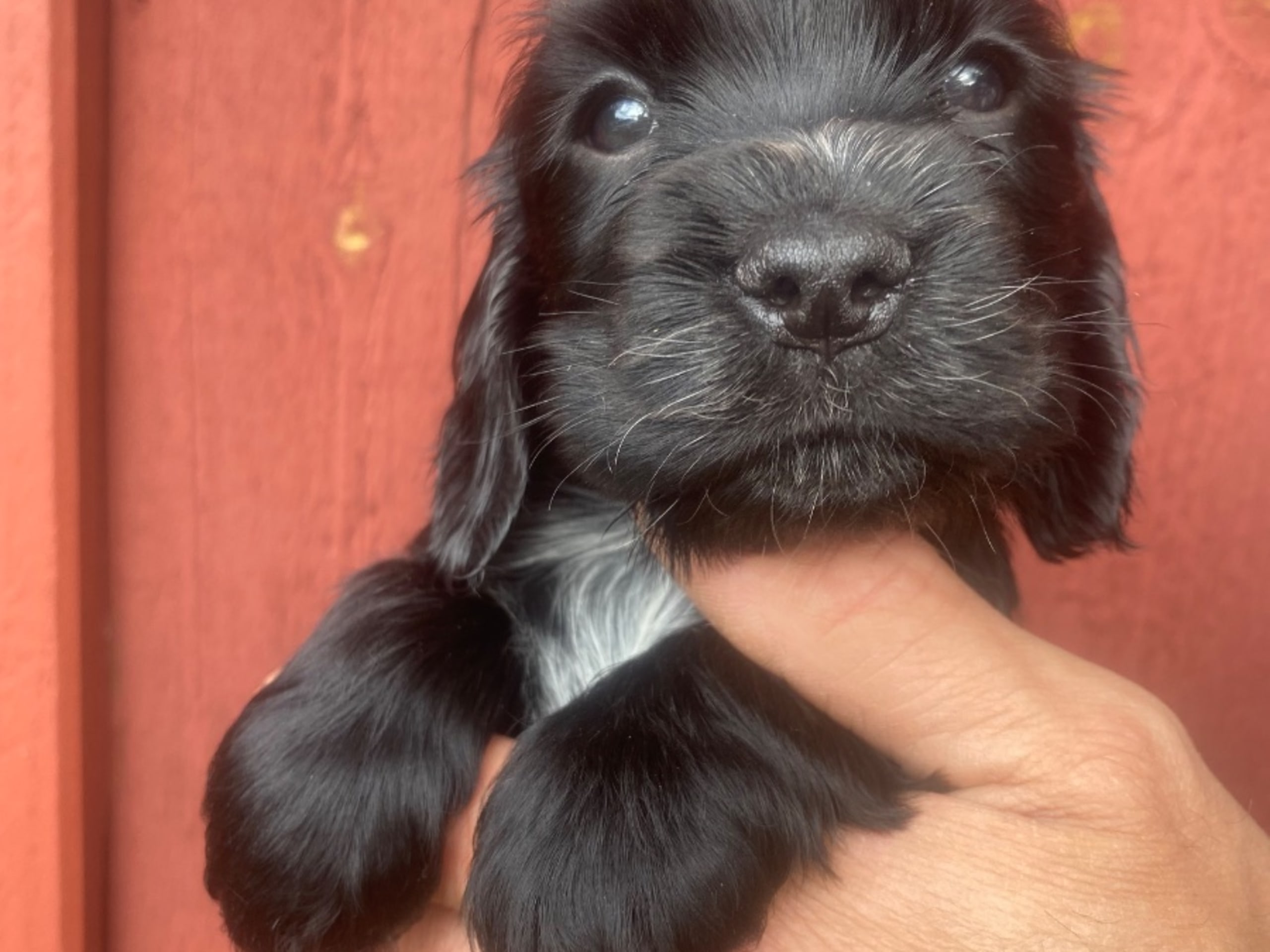 Cocker spaniel