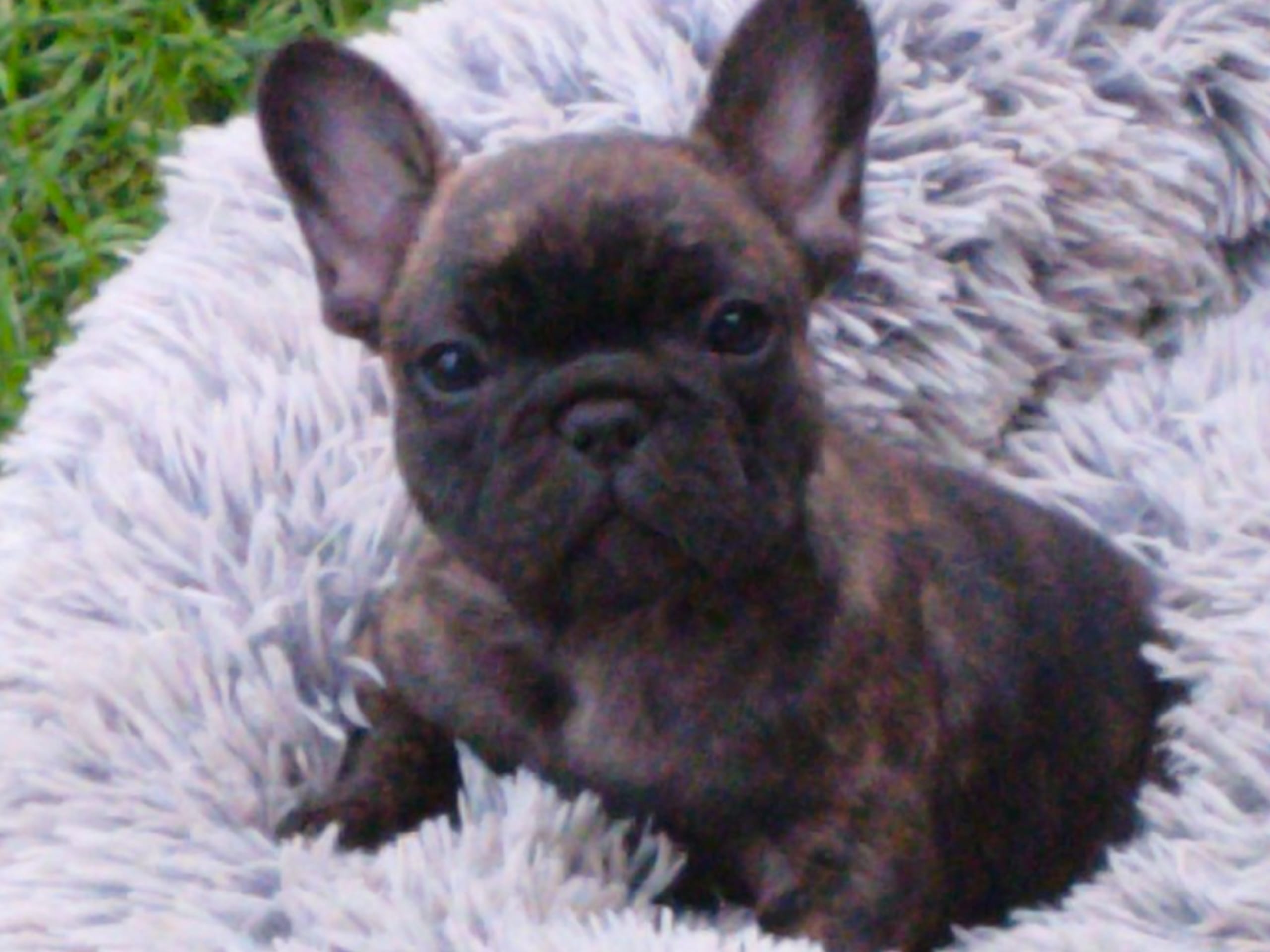 Fransk bulldogg · Skinnskatteberg · Little Hooligans