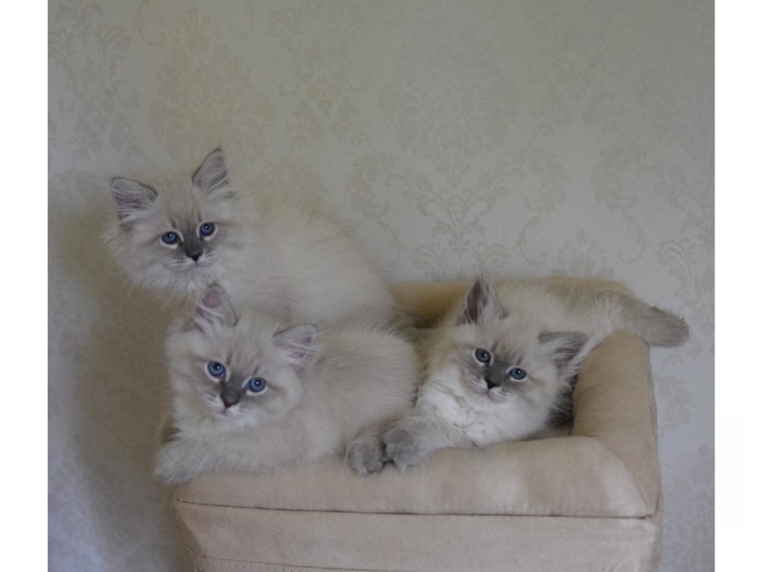 Sibirisk kat · Flen · SE*Jungle Breeze