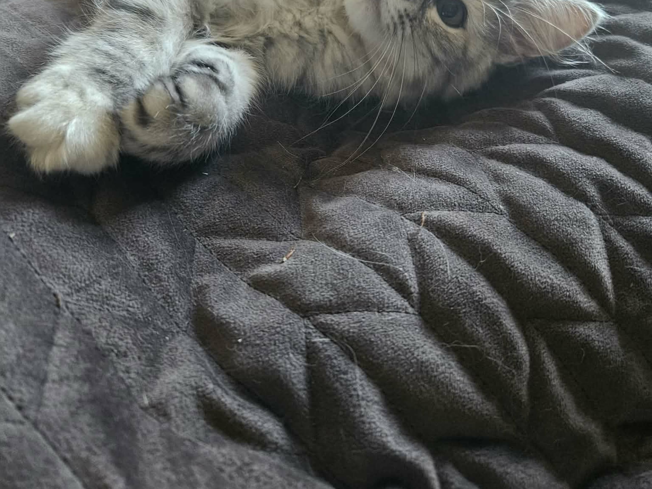 Sibirsk skogkatt · Trelleborg · SE*Gislövs Sibiriska katter