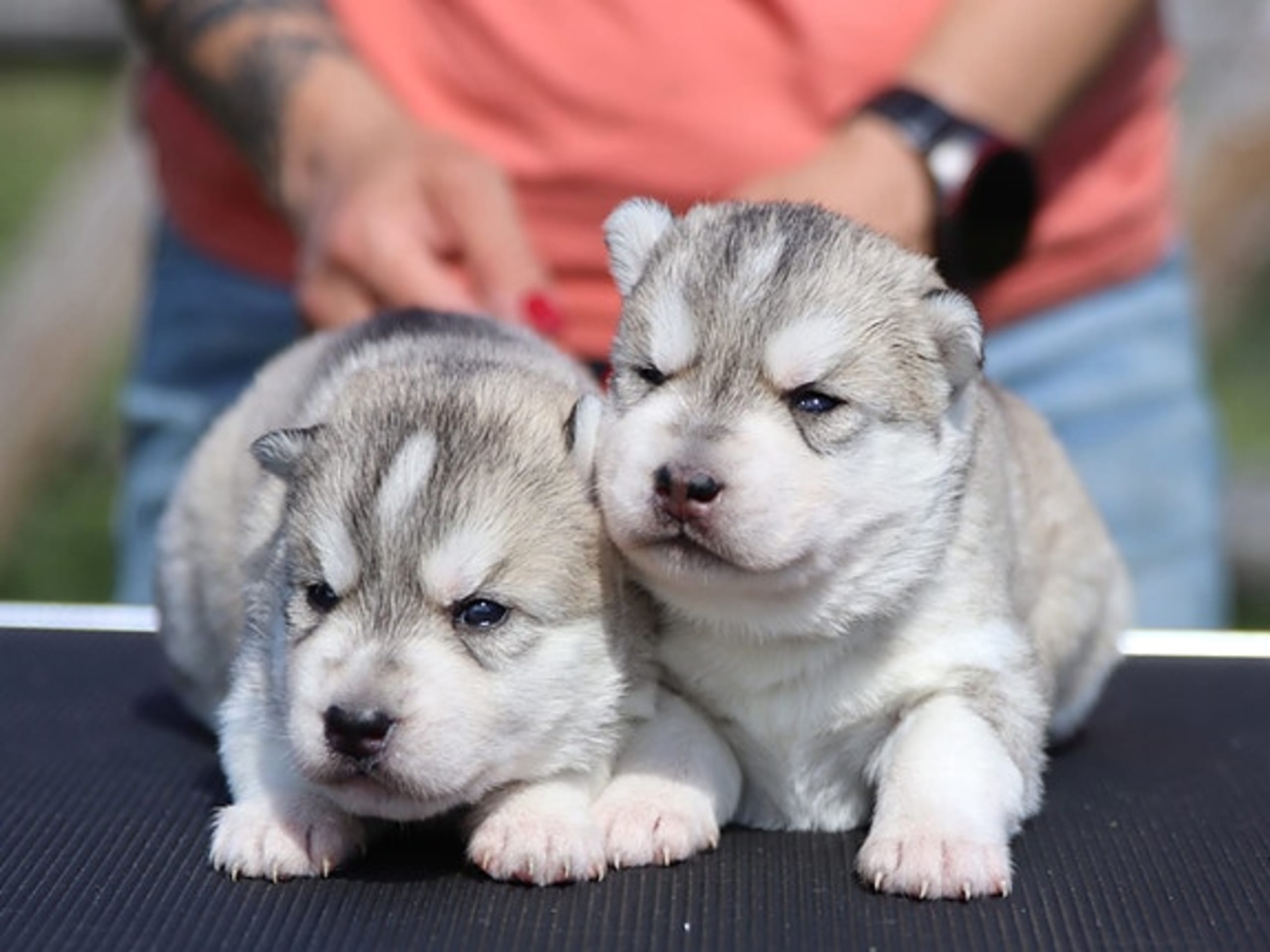 Siberian husky · Sørskogbygda · Joanna Krystyna Ratajczak