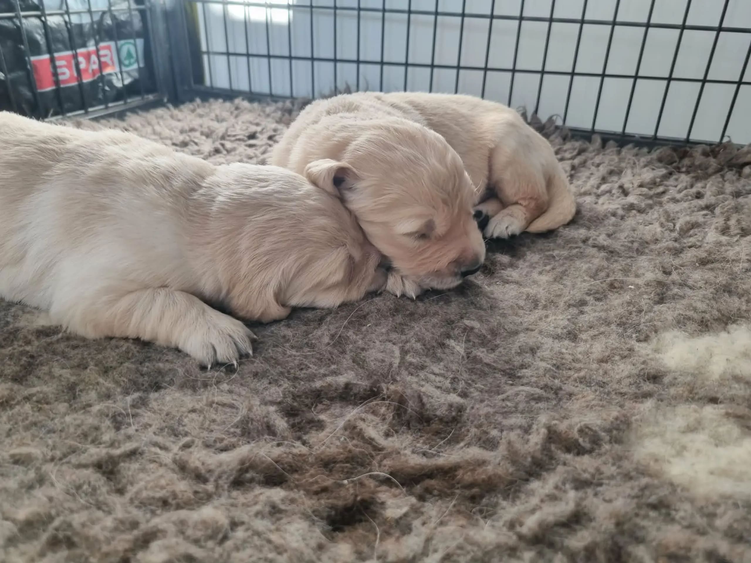 Golden retriever · Nesttun · Secret-Garden