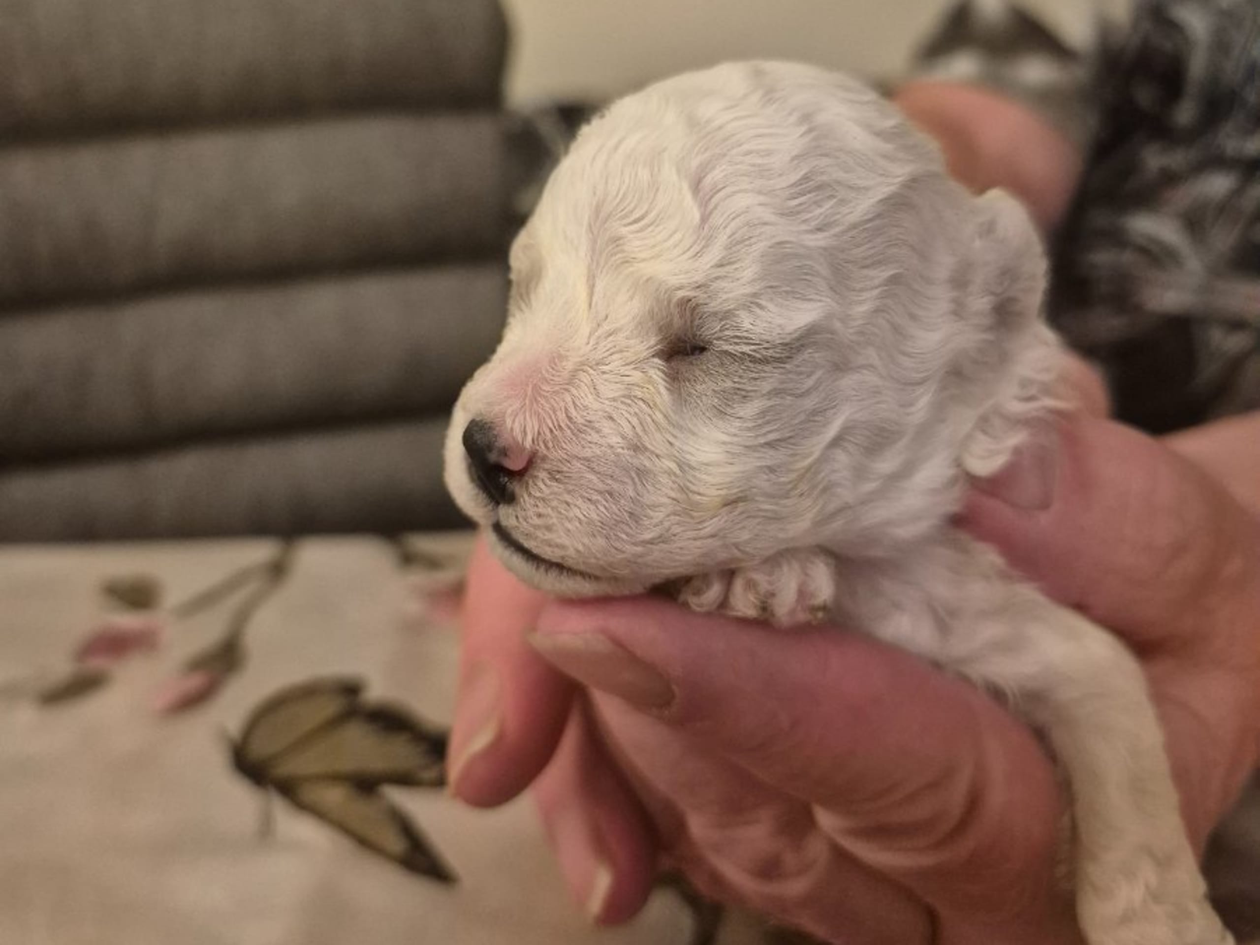 Bichon Frise · Malmö · White vision's kennel