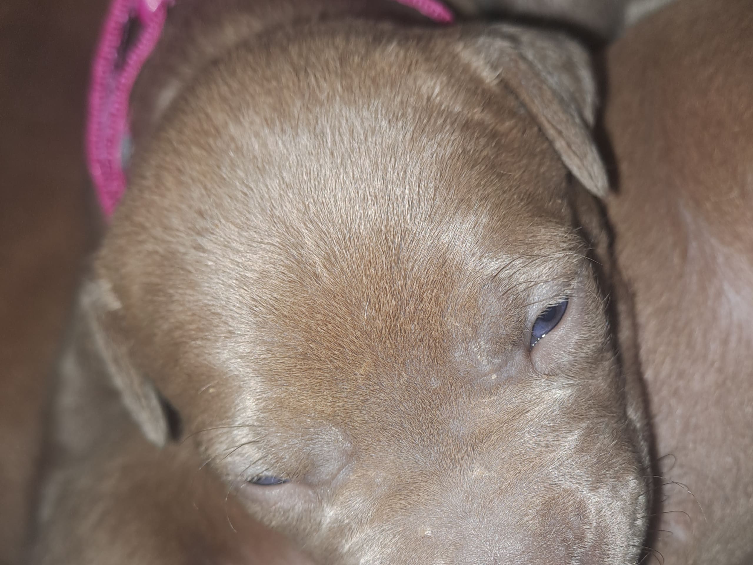 American Bully · Torshälla · Emelie R.