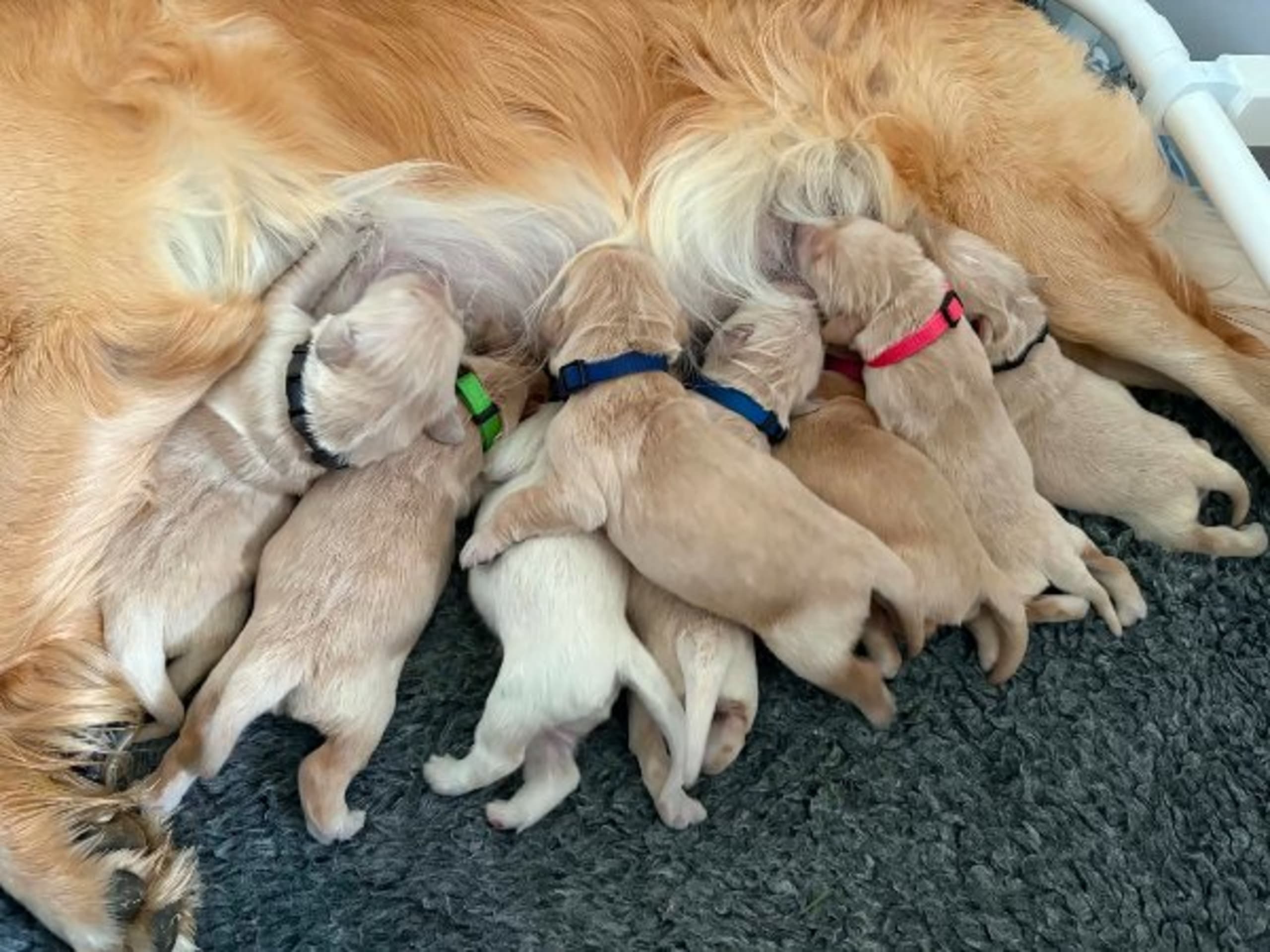 Golden Retriever · Gäddede · Laila Teigen