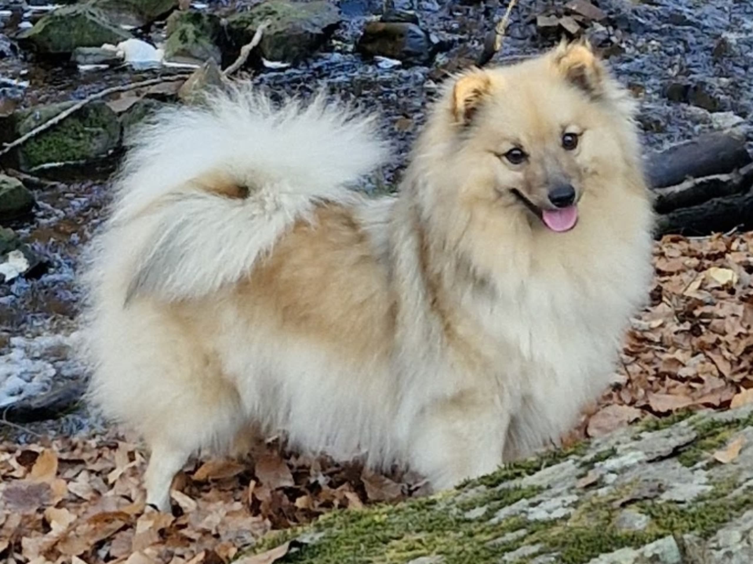 Stjärnspirans kennel