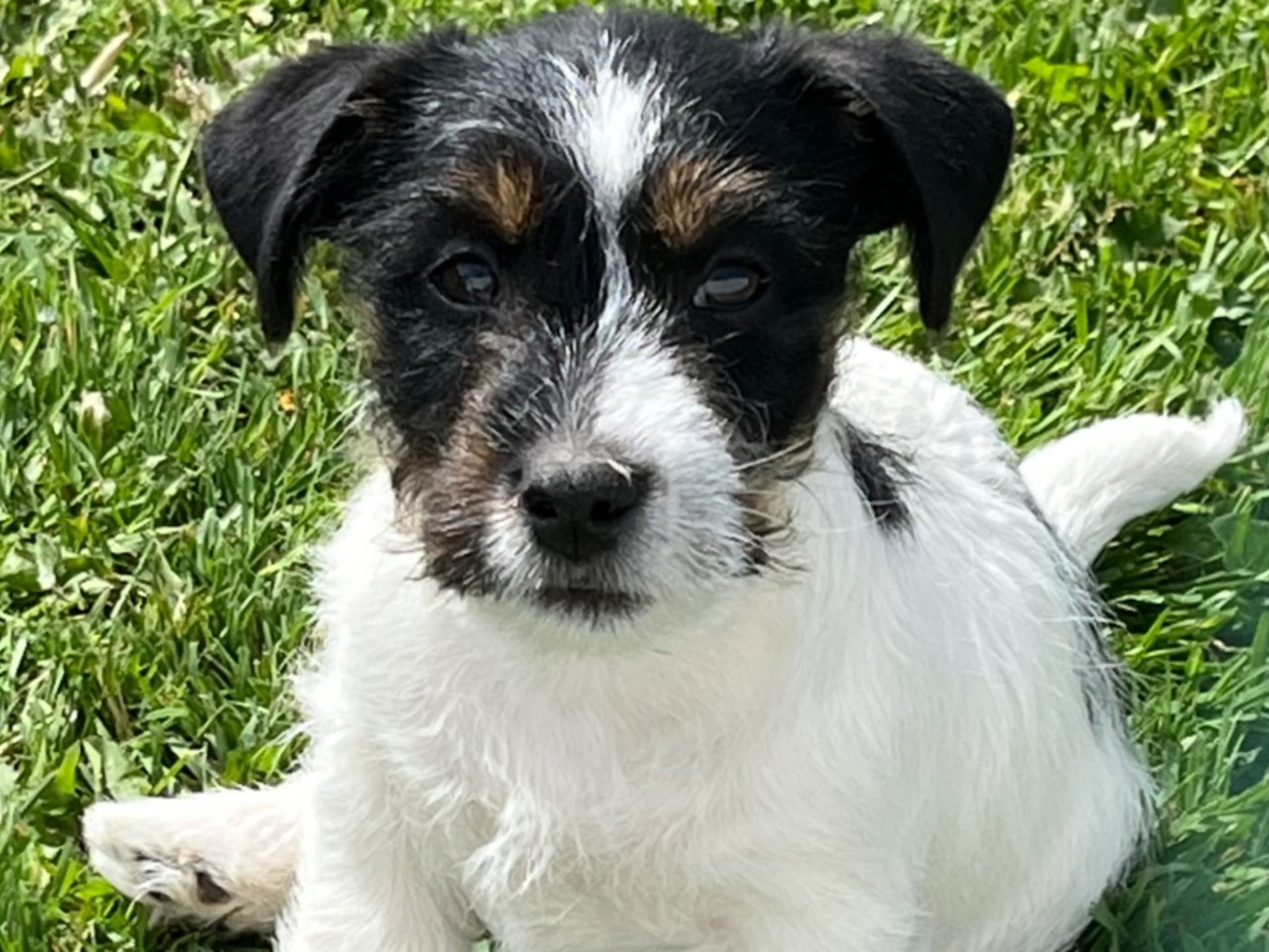 Jack russell terrier