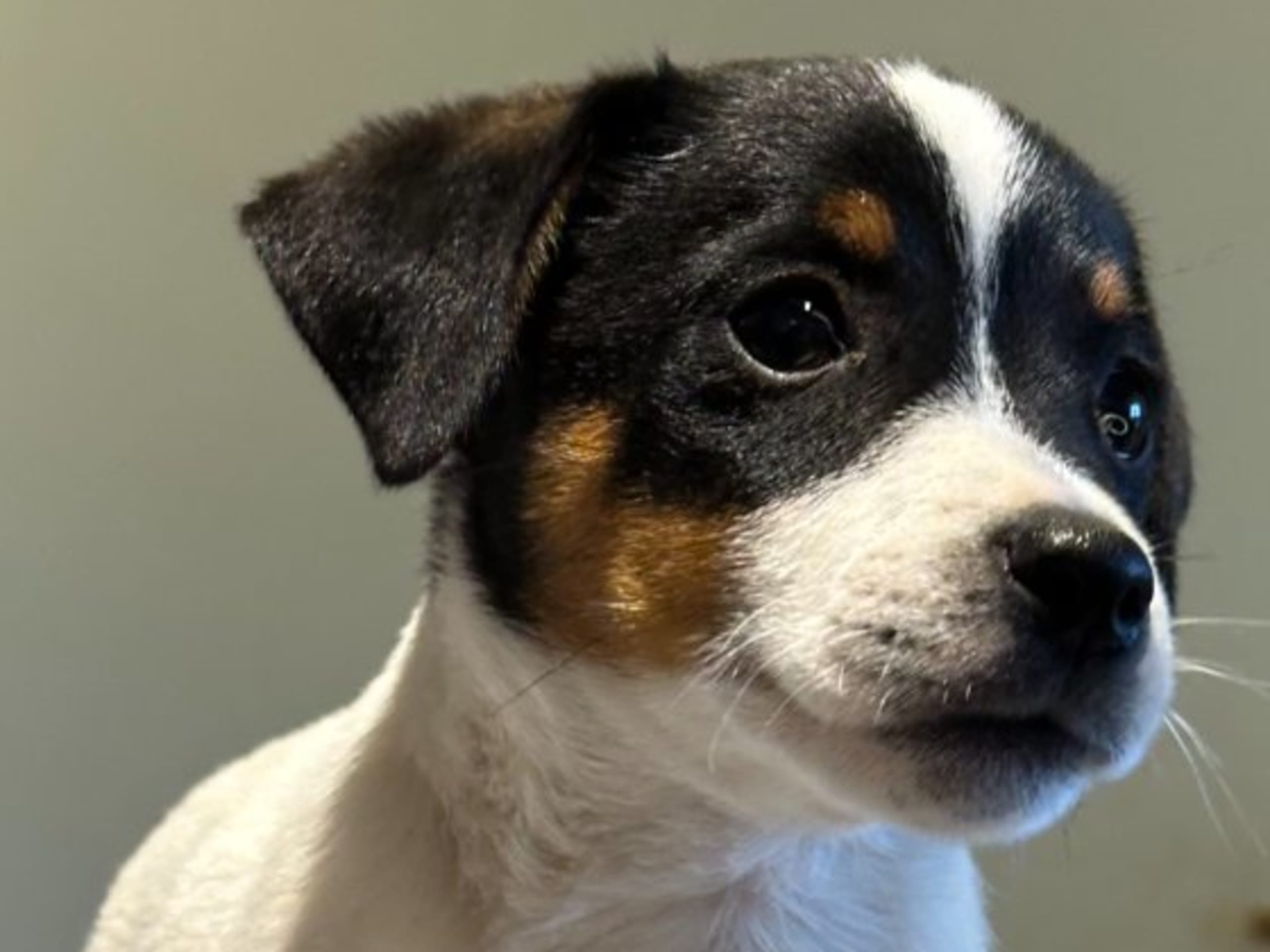 Jack Russell Terrier · Knivsta · Limelight Kennels