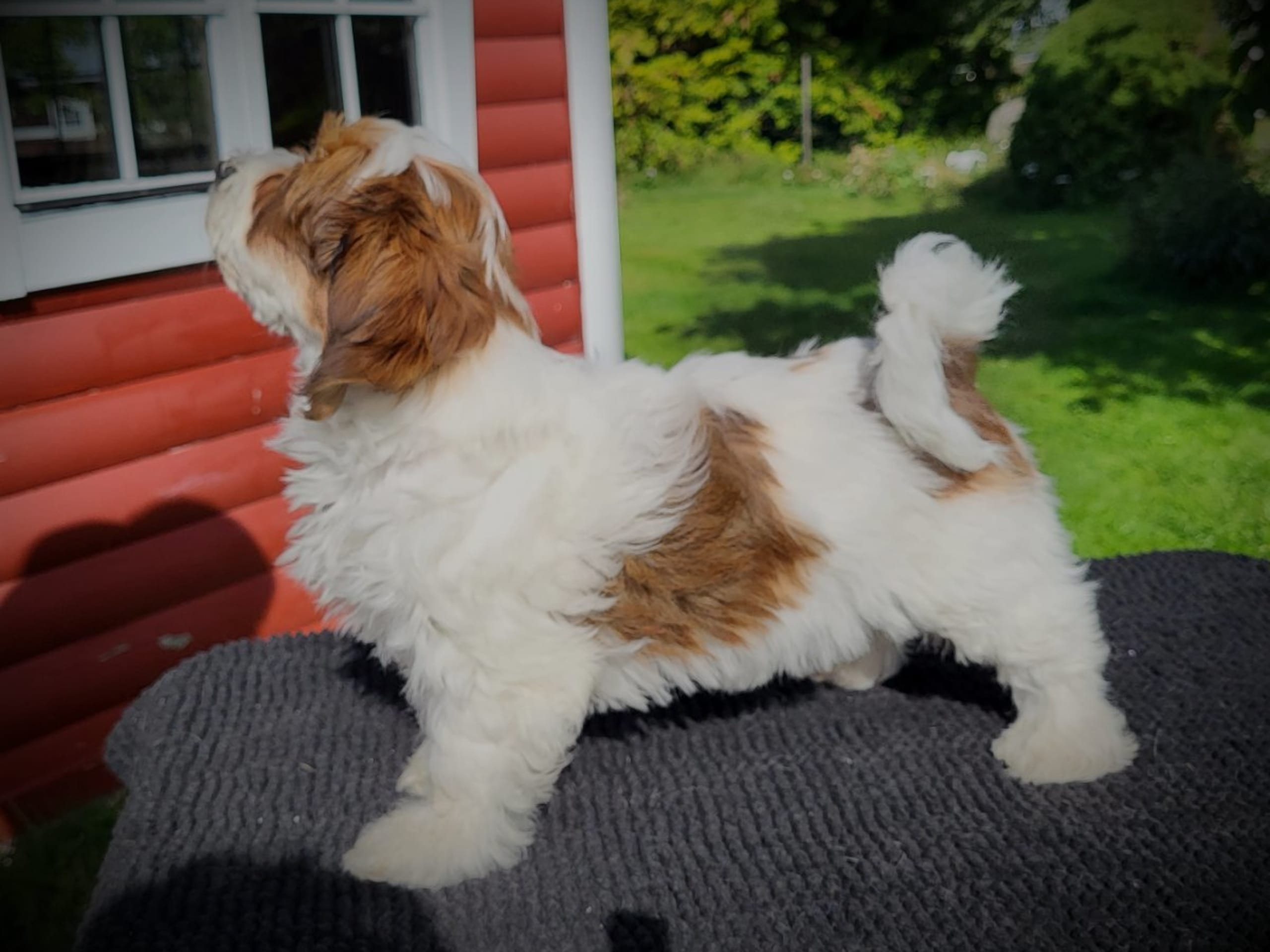 Havanese · Hjo · Wawuschelwalds