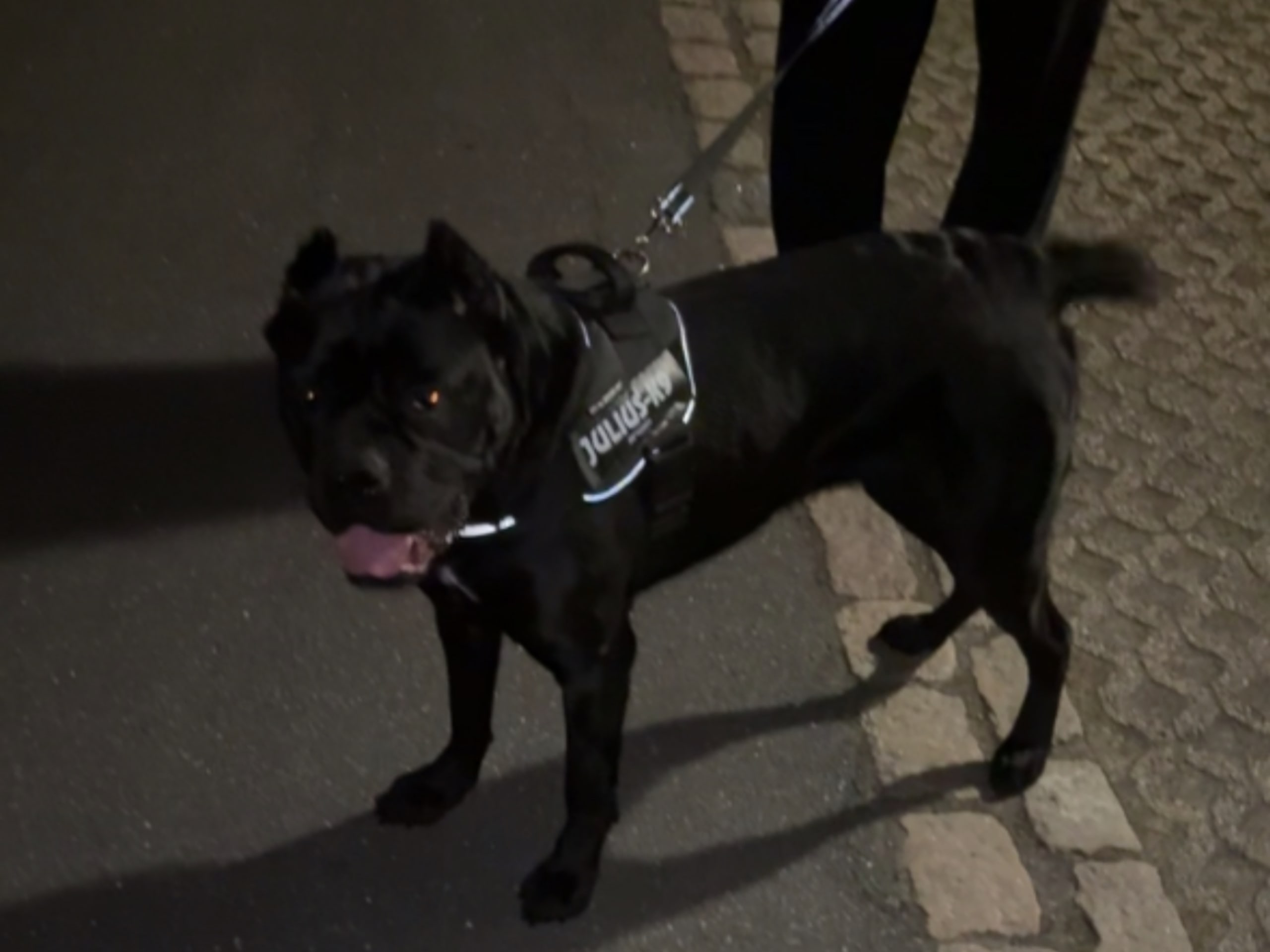 Cane corso · Aalborg · Kasper A.