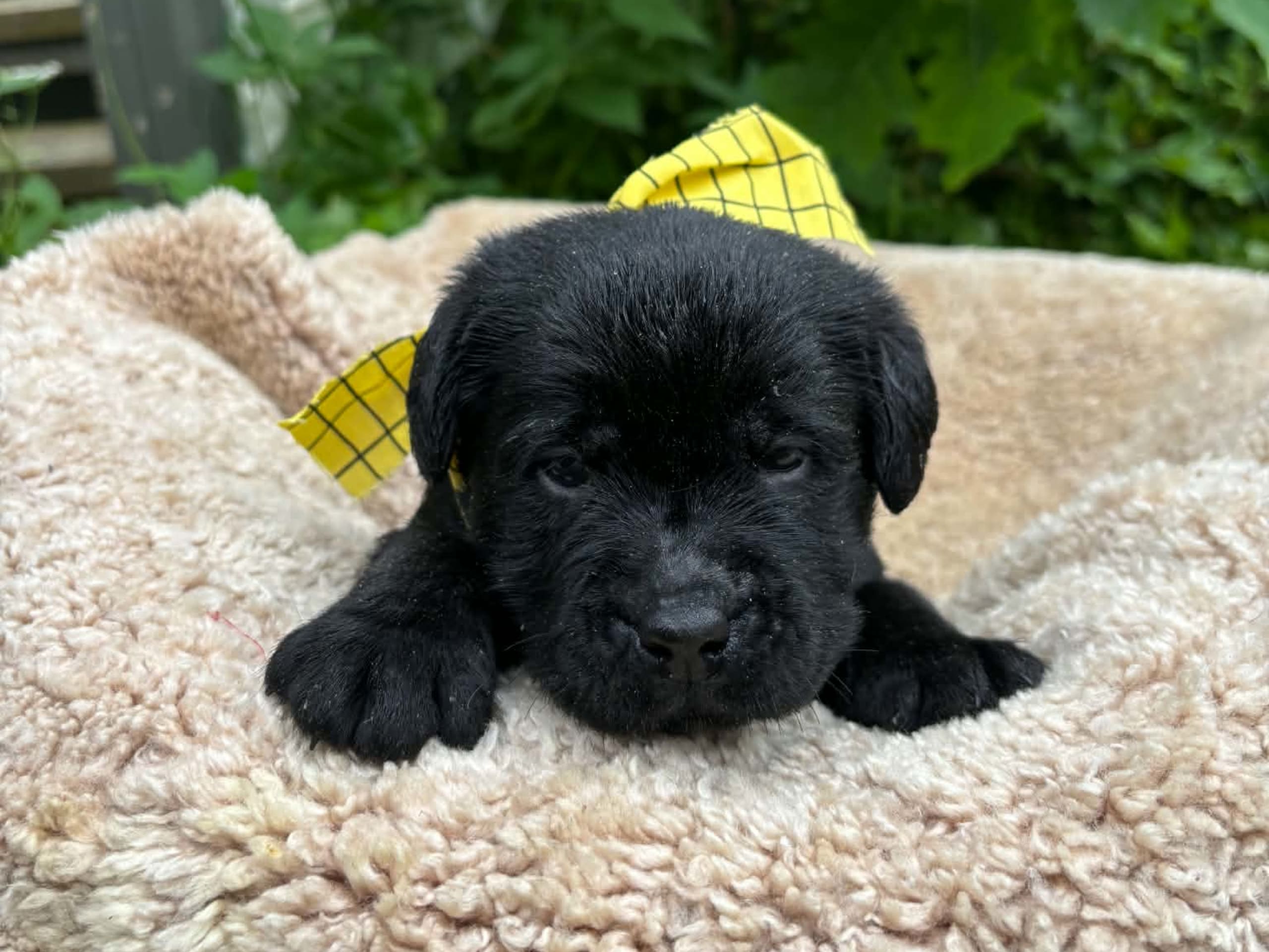 Labrador retriever · Svorkmo · Lyonette
