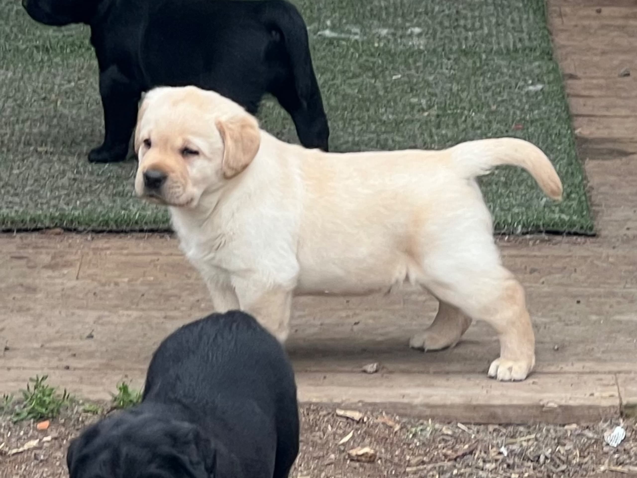 Labrador retriever · Idkerberget · Sincher's