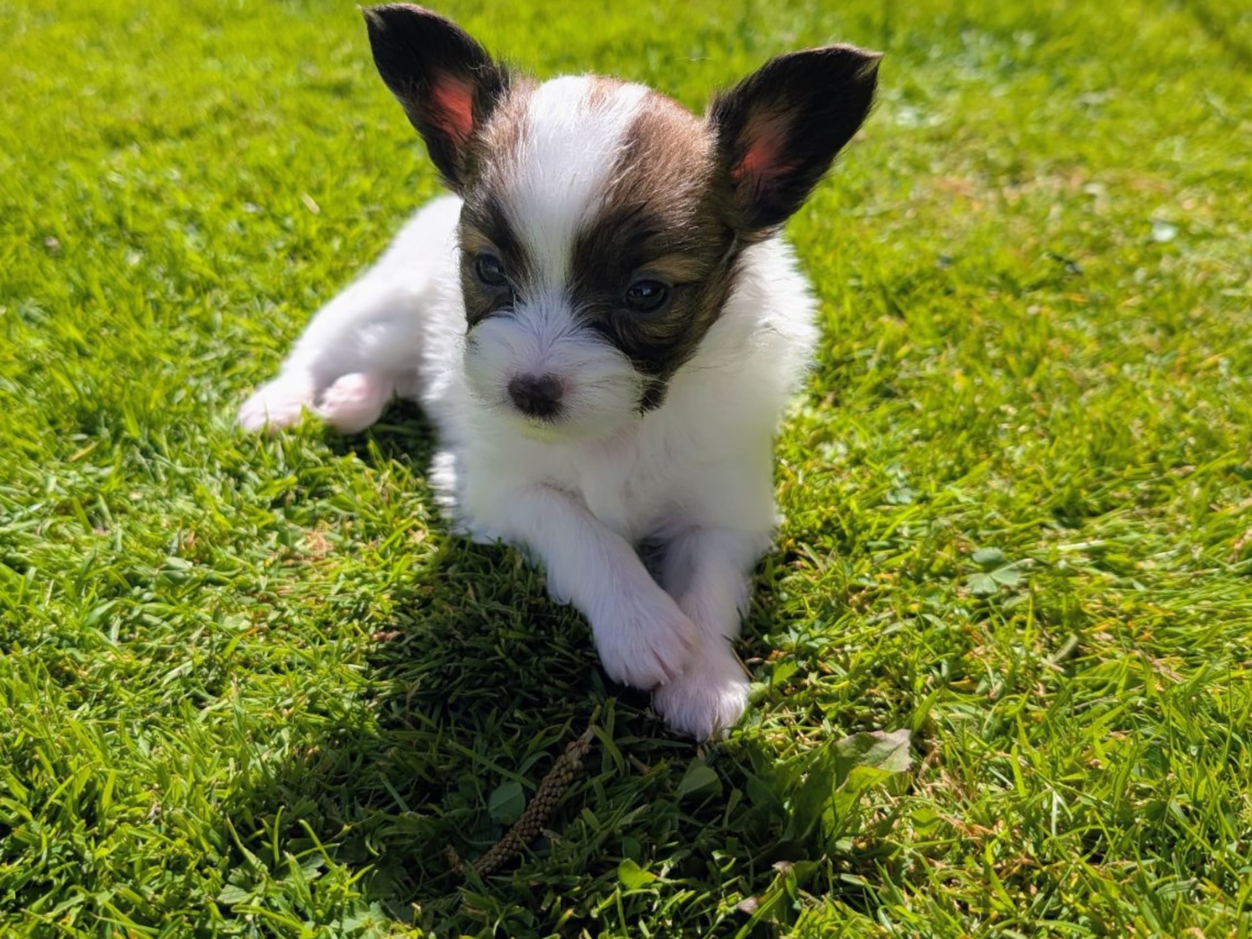 Papillon · Brastad · Bohusklippans