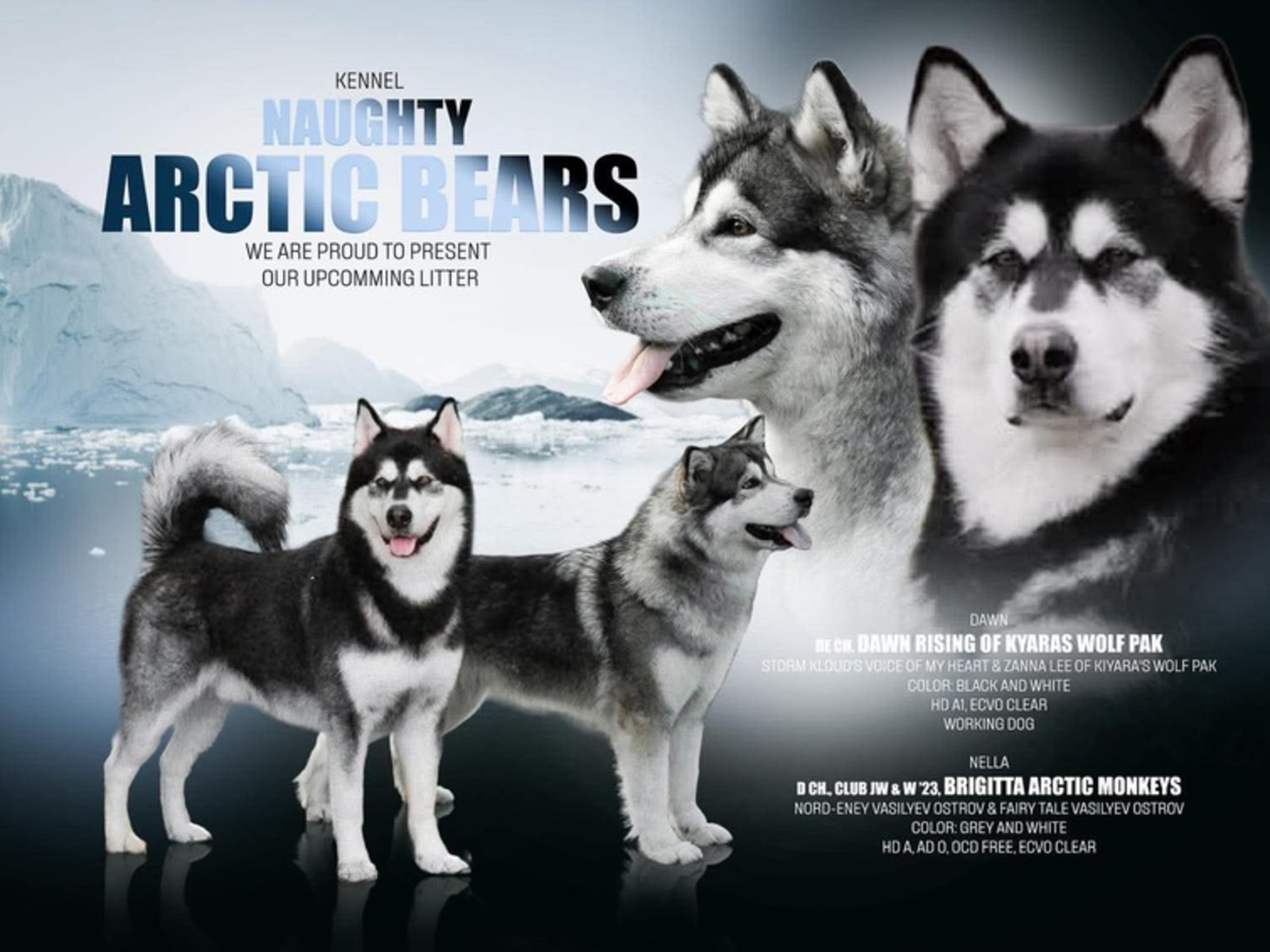 Alaskan malamute · Nykøbing F · Naughty Arctic Bears