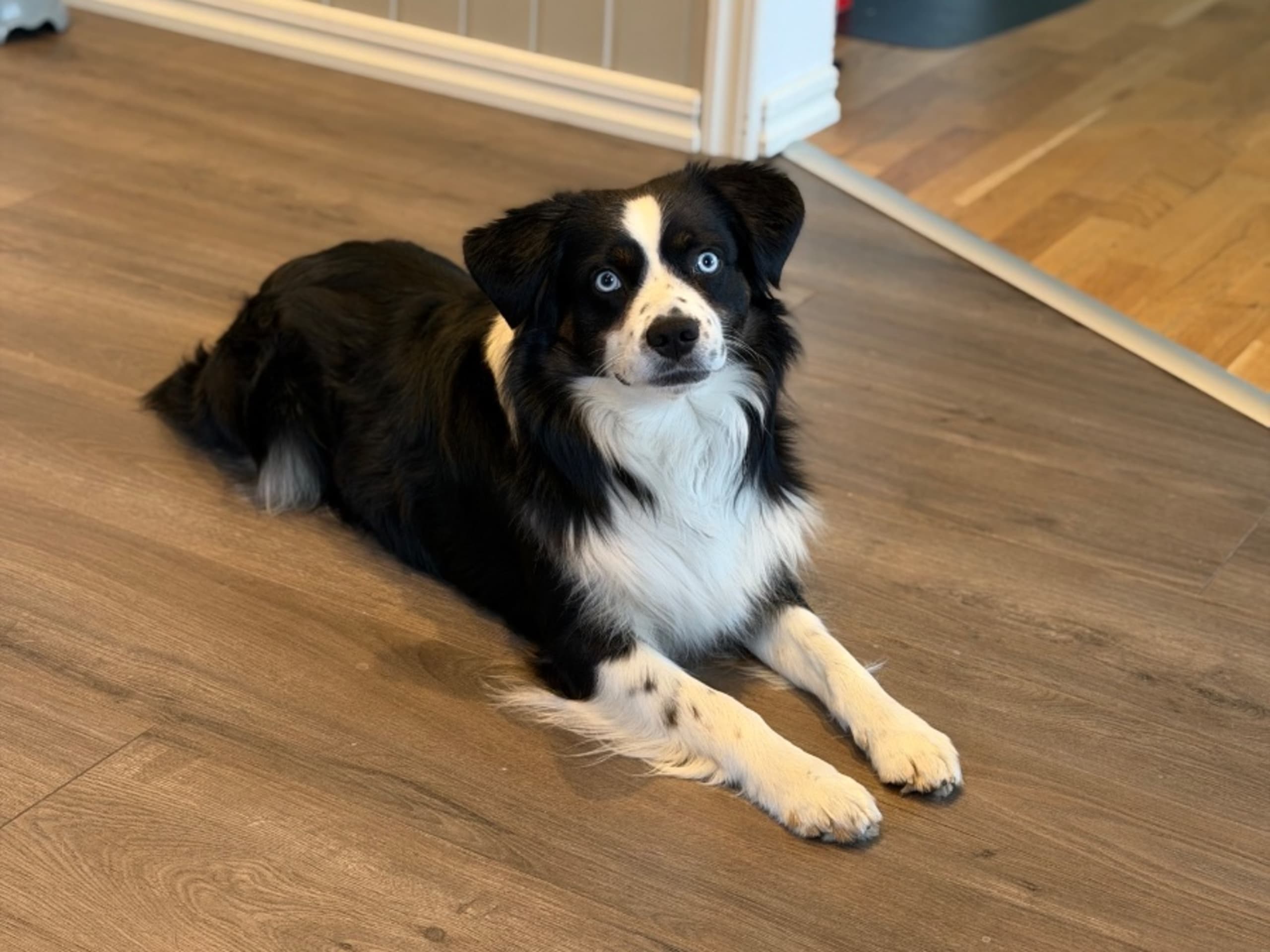 Miniature american shepherd · Åkersberga · Nordic Shepherds