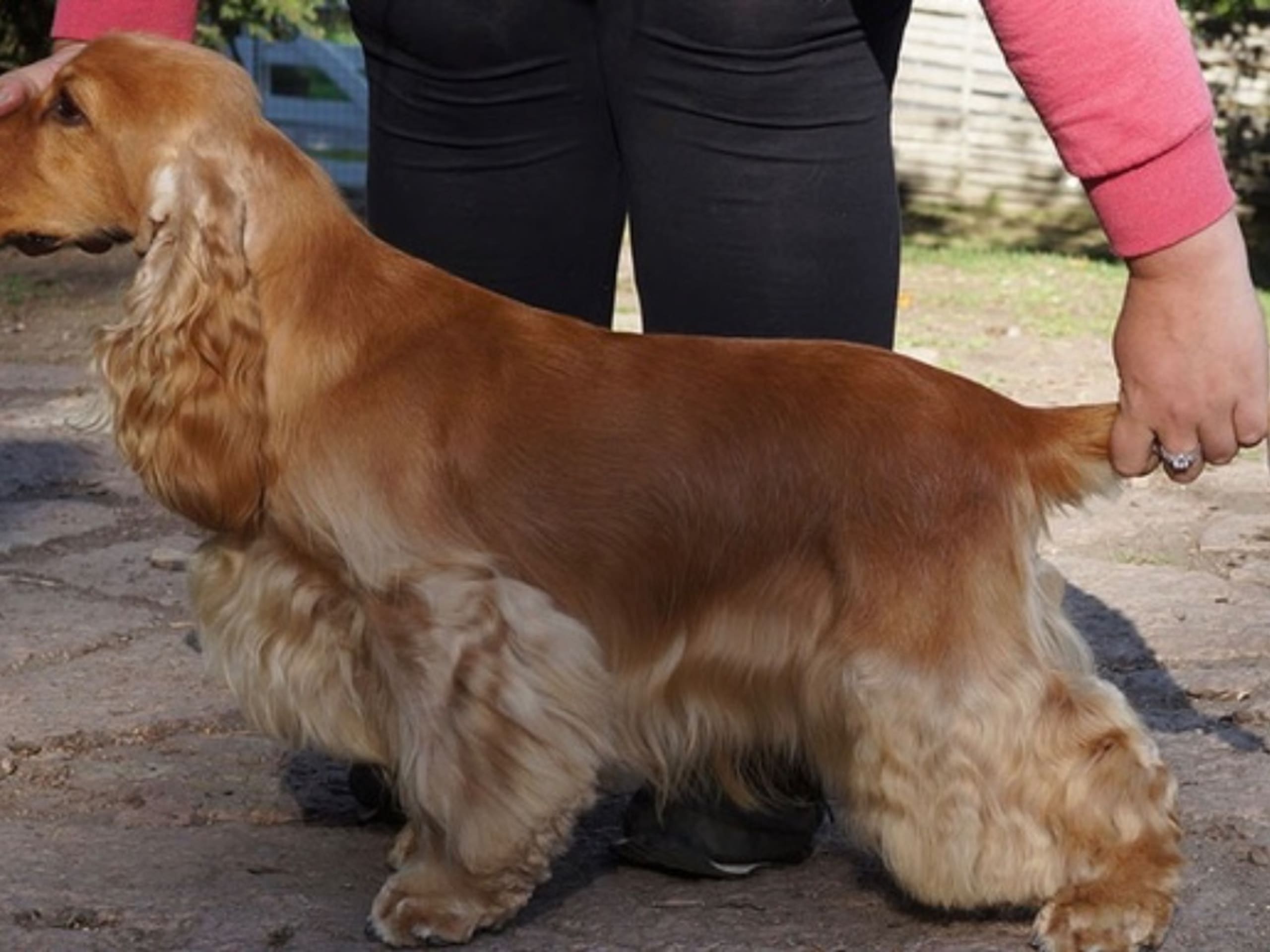 Cocker spaniel · Svartsjö · Accounts